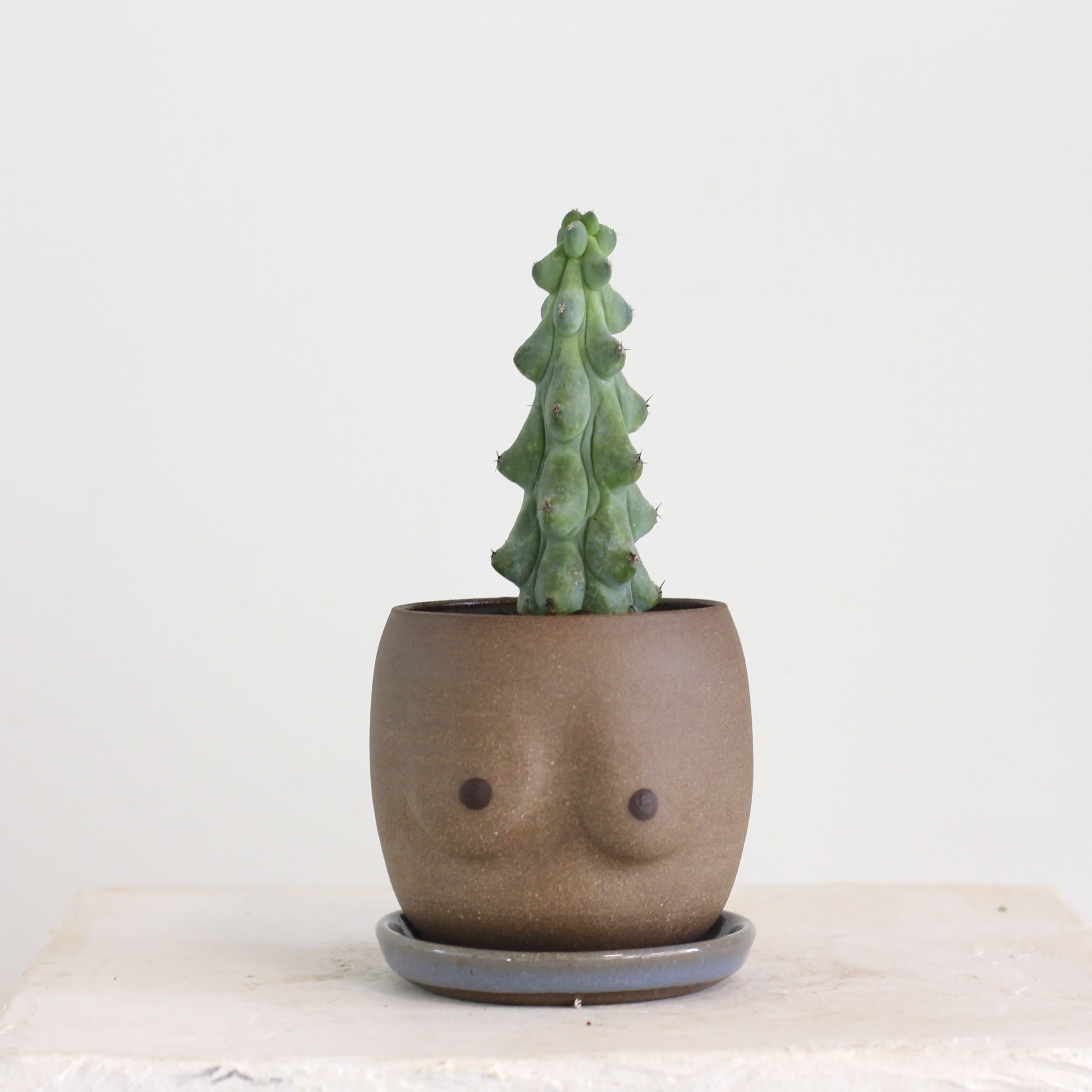 Boobie Cactus in a Boobie Planter - Add a fun twist to your space with the quirky Boobie Cactus (Myrtillocactus geometrizans ‘Fukurokuryuzinboku’). Its blue green tones and playful rounded shape make it a fun decorative piece for any space. A Low maintenance plant—just needs lots of light and water only when dry. It comes planted in a hand thrown ceramic planter with a matching drip tray. Appx. 11X4 inches.  