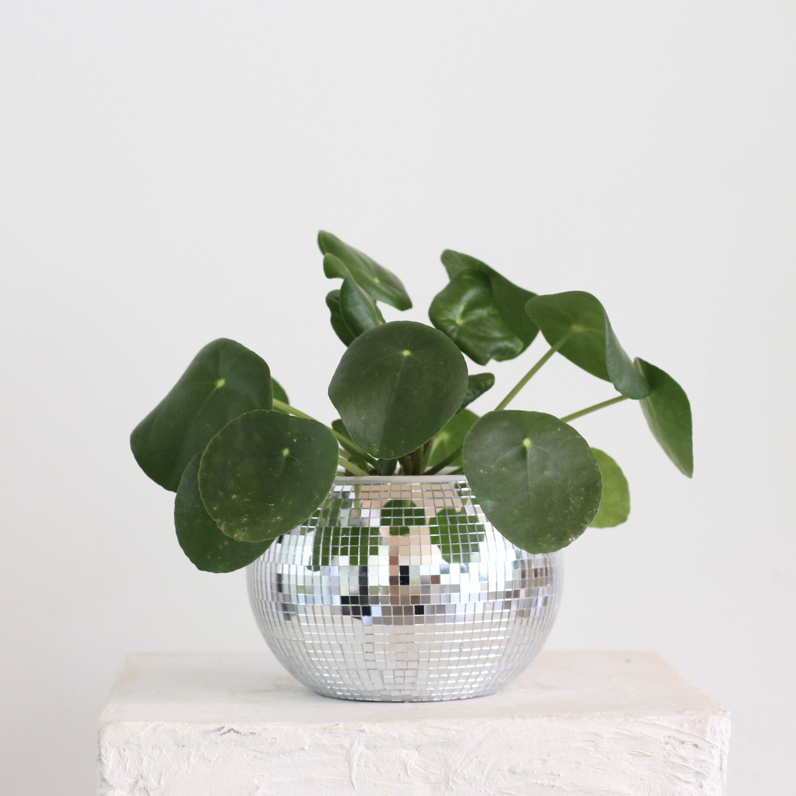 Pilea in Disco Ball  - Bring the party to your plant shelf with this playful pairing! The charming Pilea Peperomioides also known as the Chinese Money Plant boasts round, coin-like leaves that seem to dance on their stems. Planted in a mirrored disco ball, it’s equal parts retro glam and modern whimsy. Perfect for bright spots and good vibes, this plant doesn’t just thrive it sparkles. 