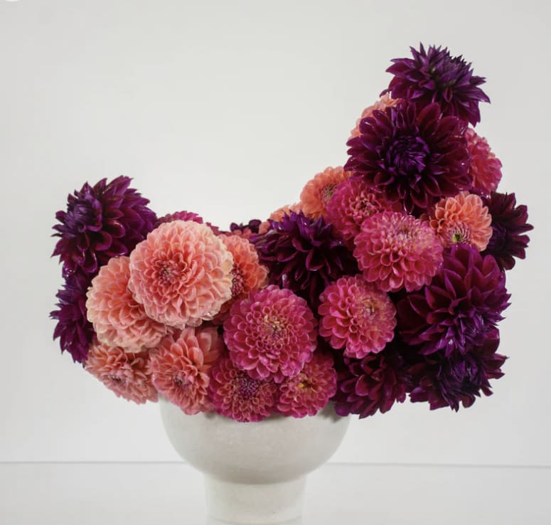 Velvet Beauty - A sculptural celebration of dahlias in full splendor, this modern arrangement captivates with a dramatic sweep of deep plum, magenta, and coral blooms, artfully composed in a minimalist white pedestal vase. The florals rise and fall like a musical phrase- bold yet balanced, intense yet graceful. Each flower is a note in a visual symphony, evoking passion, creativity, and strength. Ideal as a centerpiece for modern interiors, art events, or as a statement of daring elegance. 