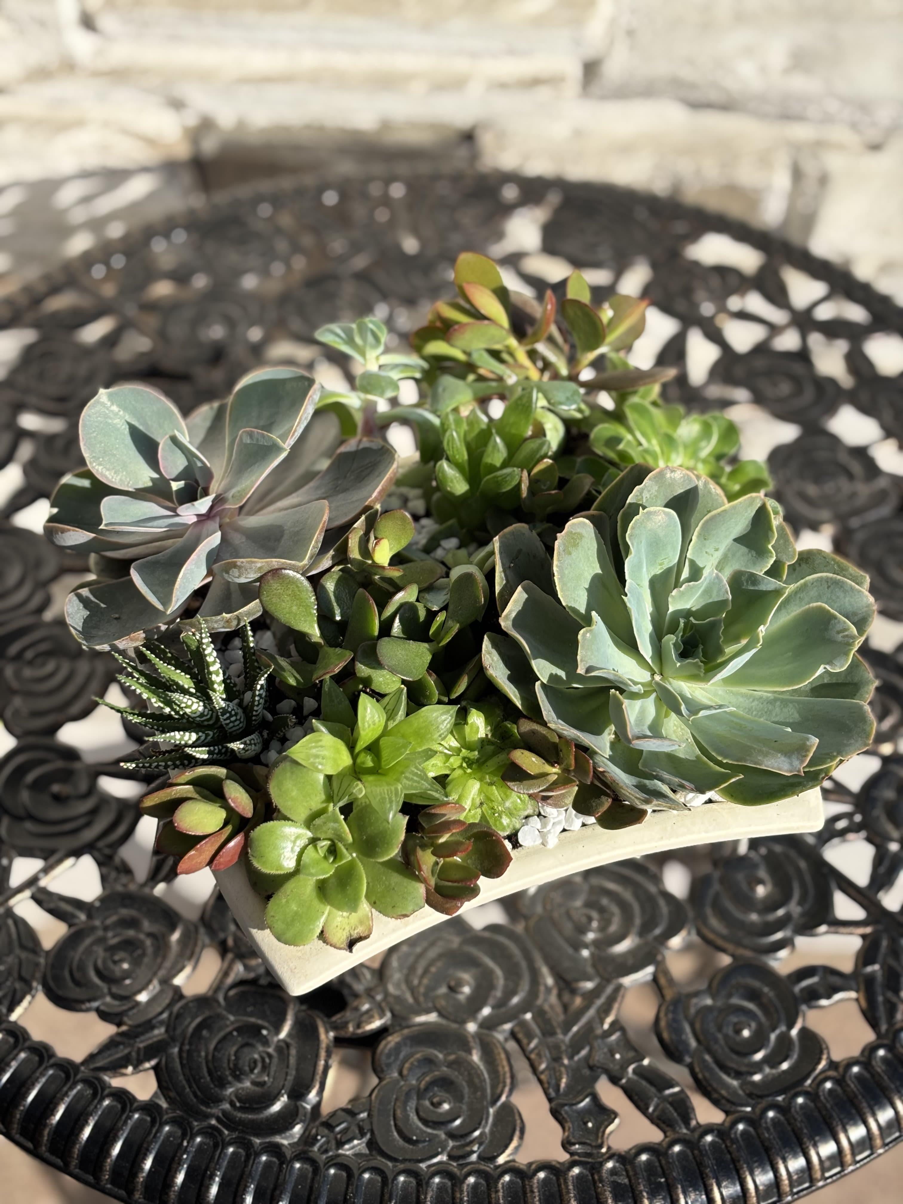 Succulent Plant - All Succulents may Differ along with container.