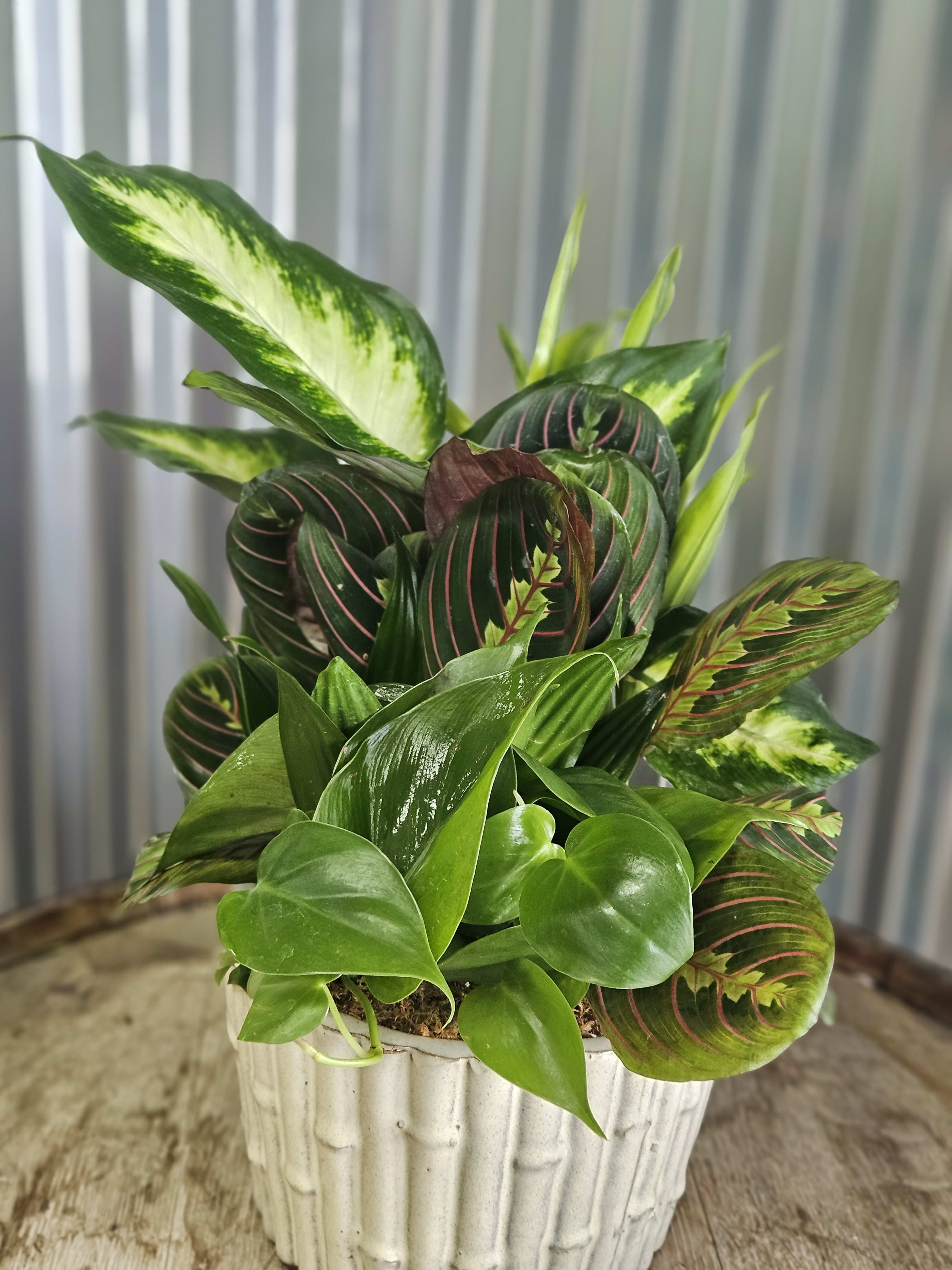Medium Dishgarden - Send a Garden of tropical plants to let them know you are thinking of them 