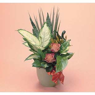 Green Garden - Dish garden in ceramic decorated with roses and ribbon