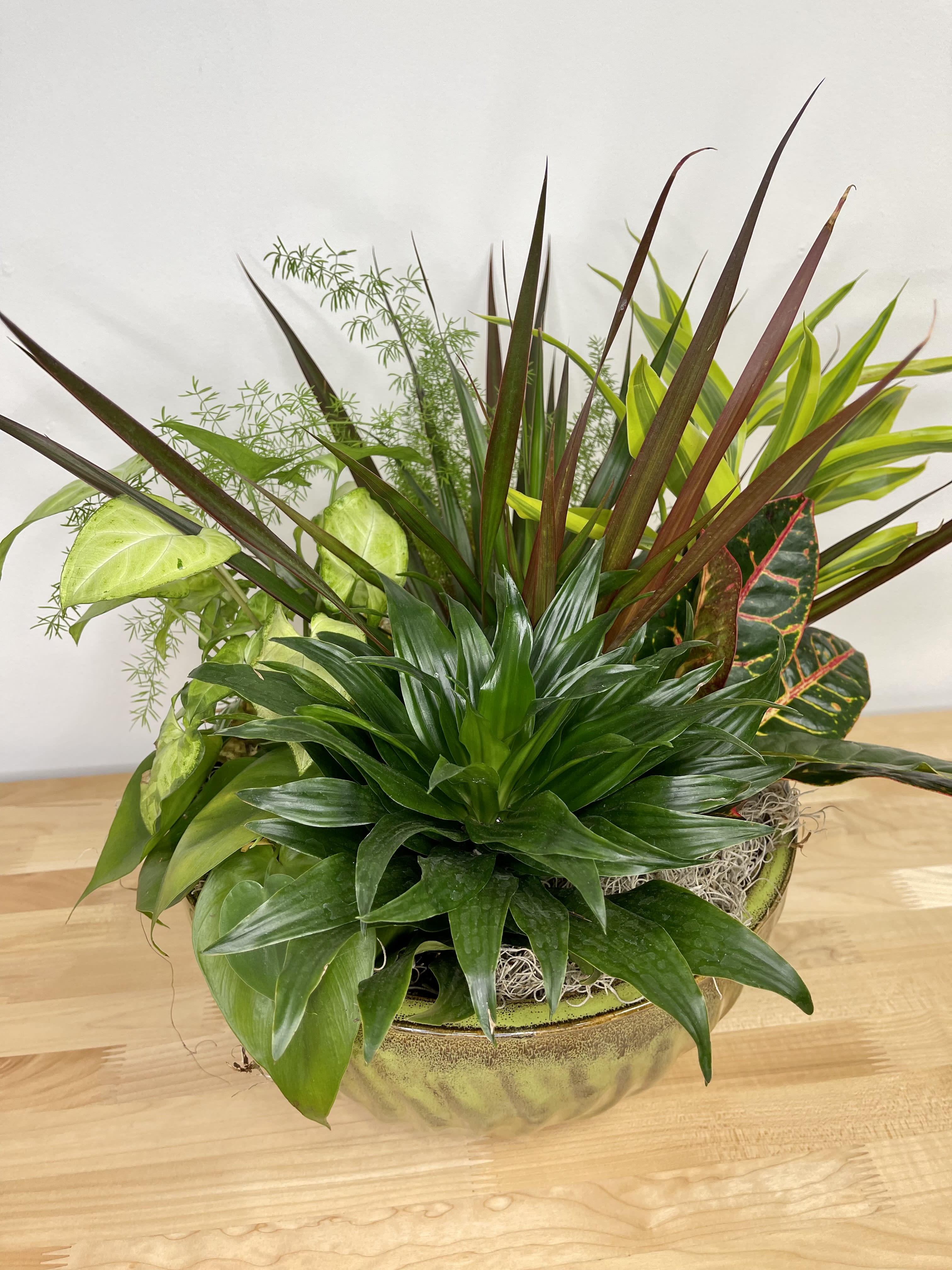 Classic Dish Garden  - A classic dish garden in a ceramic dish to bring life and peace to any space. A perfect way to show they are in your thoughts. Plants may change based off of season and availability.