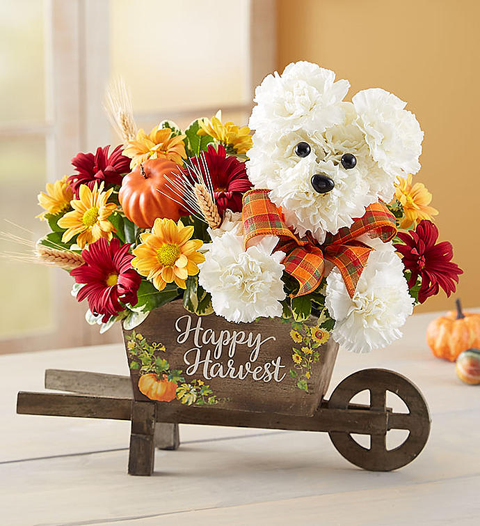aDOGable for Fall - Get the fall fun rolling along with our beloved a-DOG-able arrangement. Arriving in our new keepsake wheelbarrow, this playful pooch is hand designed from fresh, white carnations. The weathered wooden wheelbarrow features a charming “Happy Harvest” message, creating a rustic décor piece to celebrate the season.