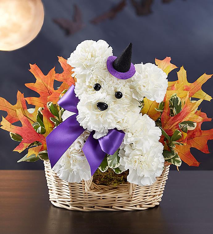 Witchy Pooch - Our truly original Halloween a-DOG-able® will have everyone howling with delight. Handcrafted from fresh, white carnations and colorful, dried oak leaves, this floral pooch creation comes complete with a witch’s hat, making it a fun gift for parties, fall birthdays, or simply to scare up some smiles.