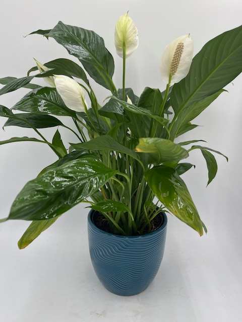 Peace Lilly Peace Lilly - Potted Peace Lilly