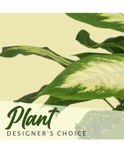 House Plant Designers Choice House Plant Designers Choice - Let one of our designers choose a beautiful house plant for you.