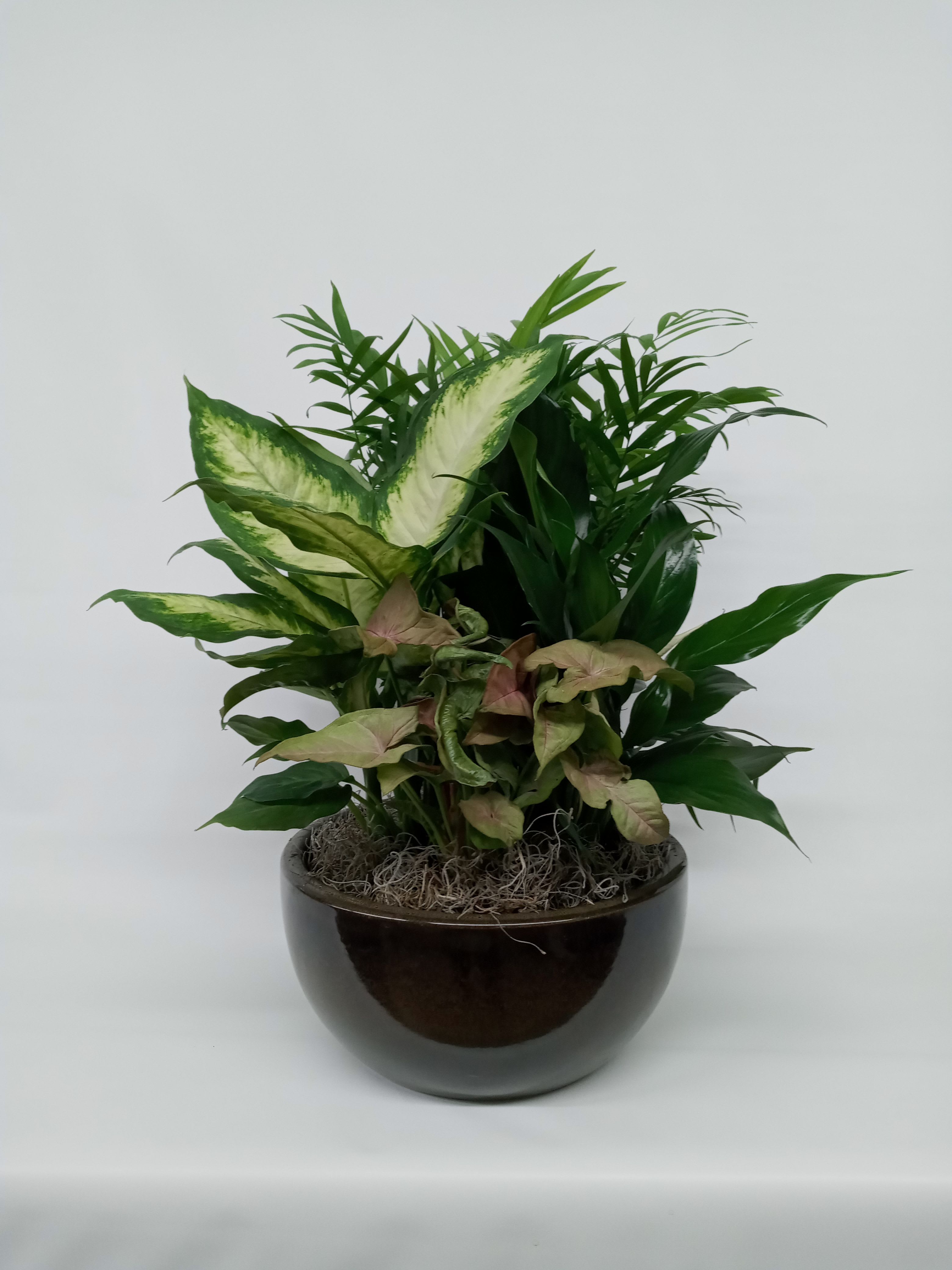 Dish Garden small Dish Garden small - This beautiful assortment of foliage plants is a great gift for all occasions. Planted in a contemporary glazed stoneware container. Container color and style will vary based upon availability.