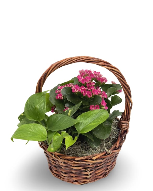 8" Basket Garden 8" Basket Garden - A basket with a variety of green and blooming plants. Approximately 13" tall by 8" wide. Container may vary.