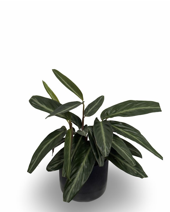 6" Calathea Plant 6" Calathea Plant - Select this unique and bold Calathea that is easy to care for which makes a perfect gift for anyone. Container may vary. The plant base is approximately 6 inches wide, height will vary.