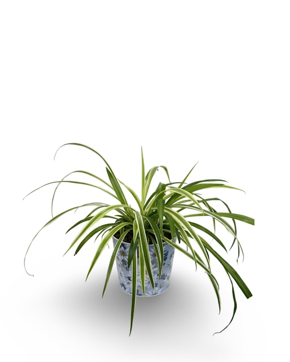 6" Spider Plant 6" Spider Plant - This spider plant comes in a spring-themed container, great for a desk or windowsill. It’s easy to care for and helps freshen the air. Container style may vary. The plant base is approximately 6 inches wide. Height will vary.