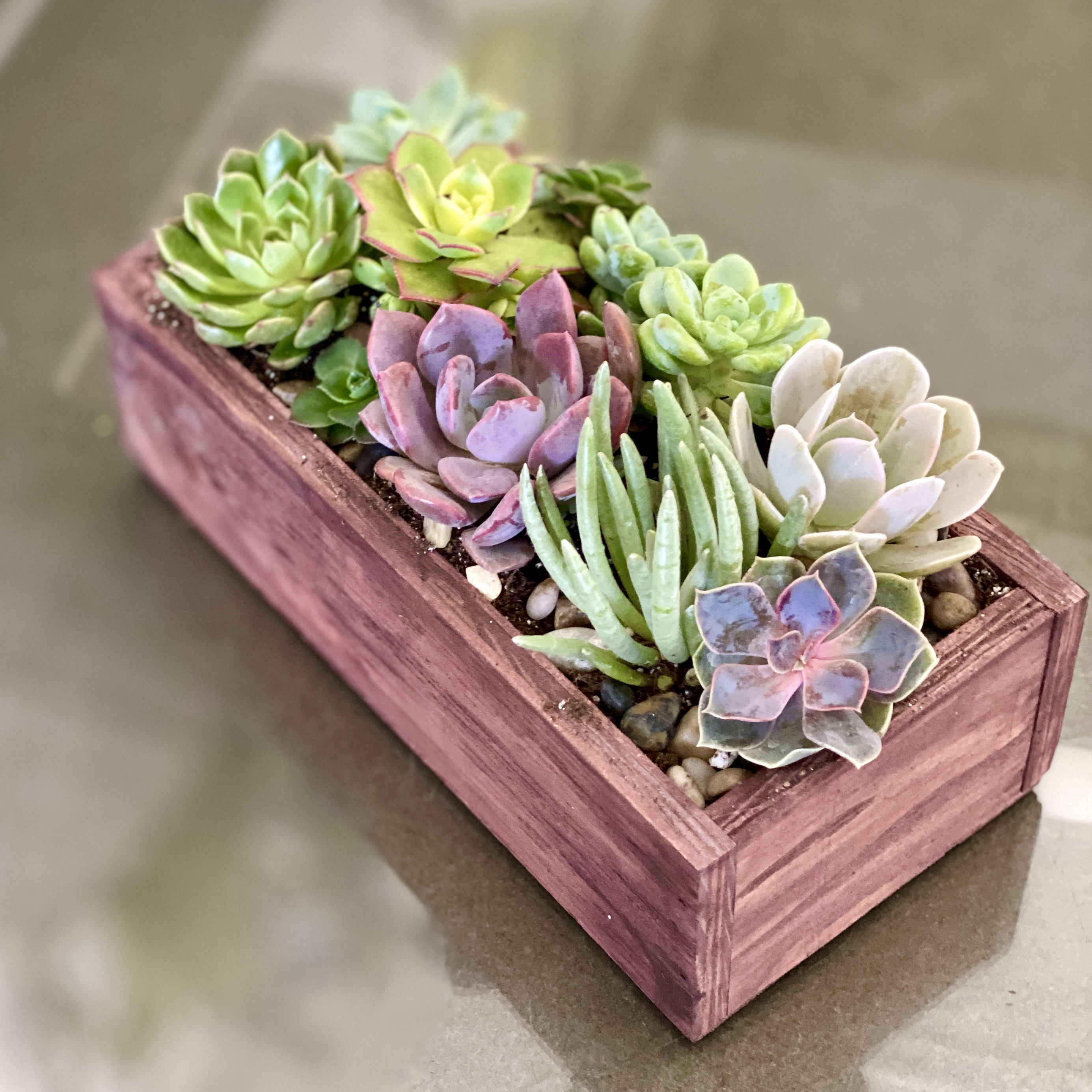 Verdugo  - Life just got a bit greener with Verdugo! Whether you’re looking to make a statement in your home or give friends and family a unique gift, Verdugo offers succulents that are sure to steal the show. Best of all – it doesn’t take long for them to do so. Our 8x4x4 Wood Brown Box is perfect for adding an earthy touch to any space, and inside are four varieties of beautiful succulents ready for you to enjoy. These luscious green wonders are easy to care for and are only waiting to be noticed. So go ahead – cultivate something special in your life with Verdugo!