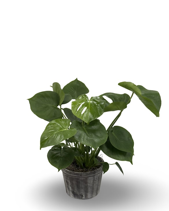8" Split Leaf Philodendron 8" Split Leaf Philodendron - This vibrant green philodendron comes in a rustic wooden container, adding a bold touch of natural beauty to any space.