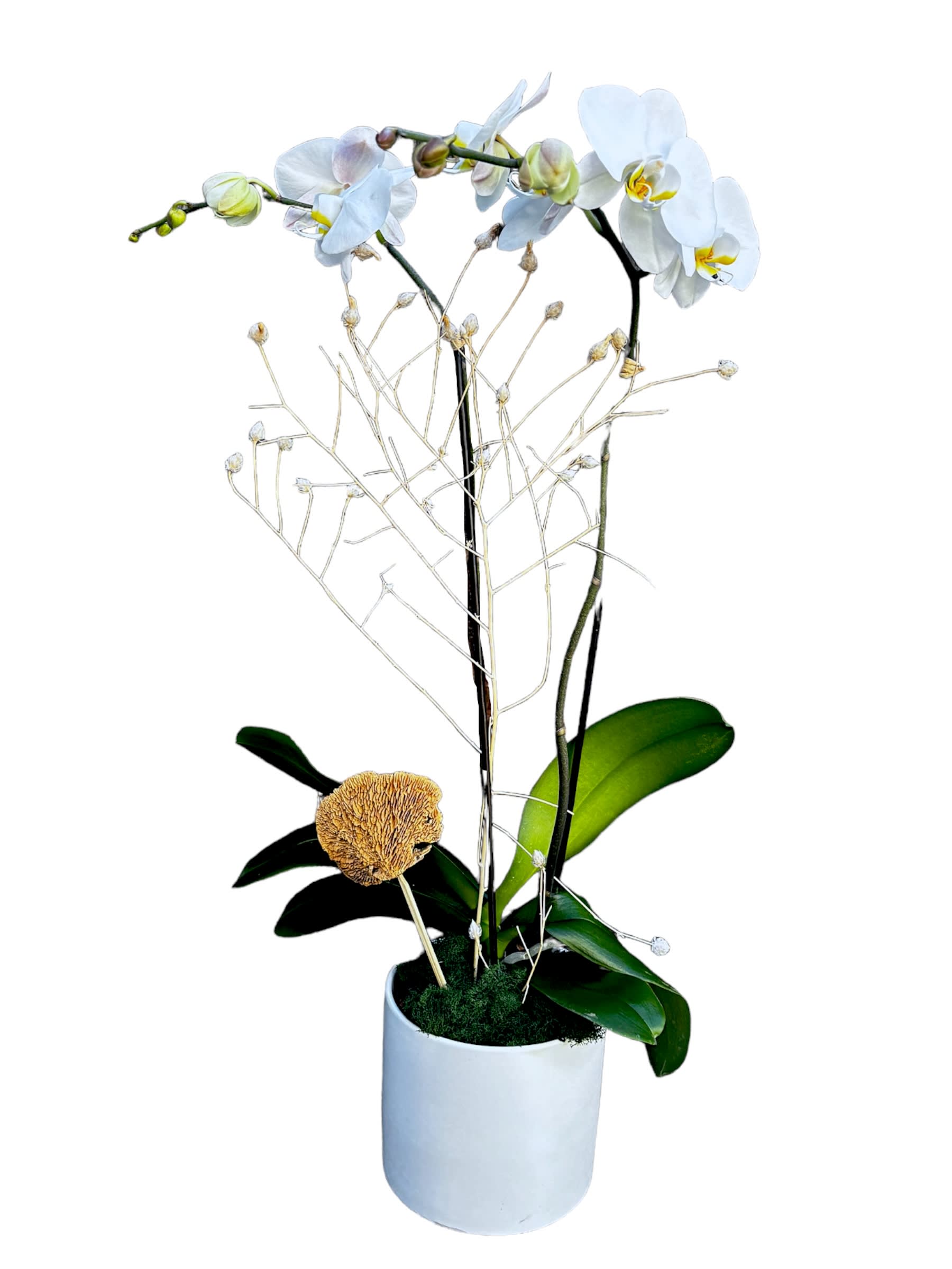 Single White Orchid Planter  - This luxury Phalaenopsis orchid gift features one fresh plant, boasting with two stems of blooms in perfect white. Our beautiful orchid is styled in a designer pot with fresh forest moss and decorative sponge mushrooms. Easy-to-care-for, this stunning plant arrangement will provide weeks of enjoyment, and if cared for correctly, will re-bloom the following year. Check our website for more handy tips on how to care for indoor plants.  SIZE: Approximate height of gift is 28” 