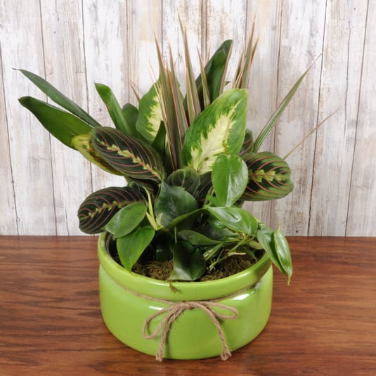 Dishgarden Green Ceramic Dishgarden Green Ceramic - .