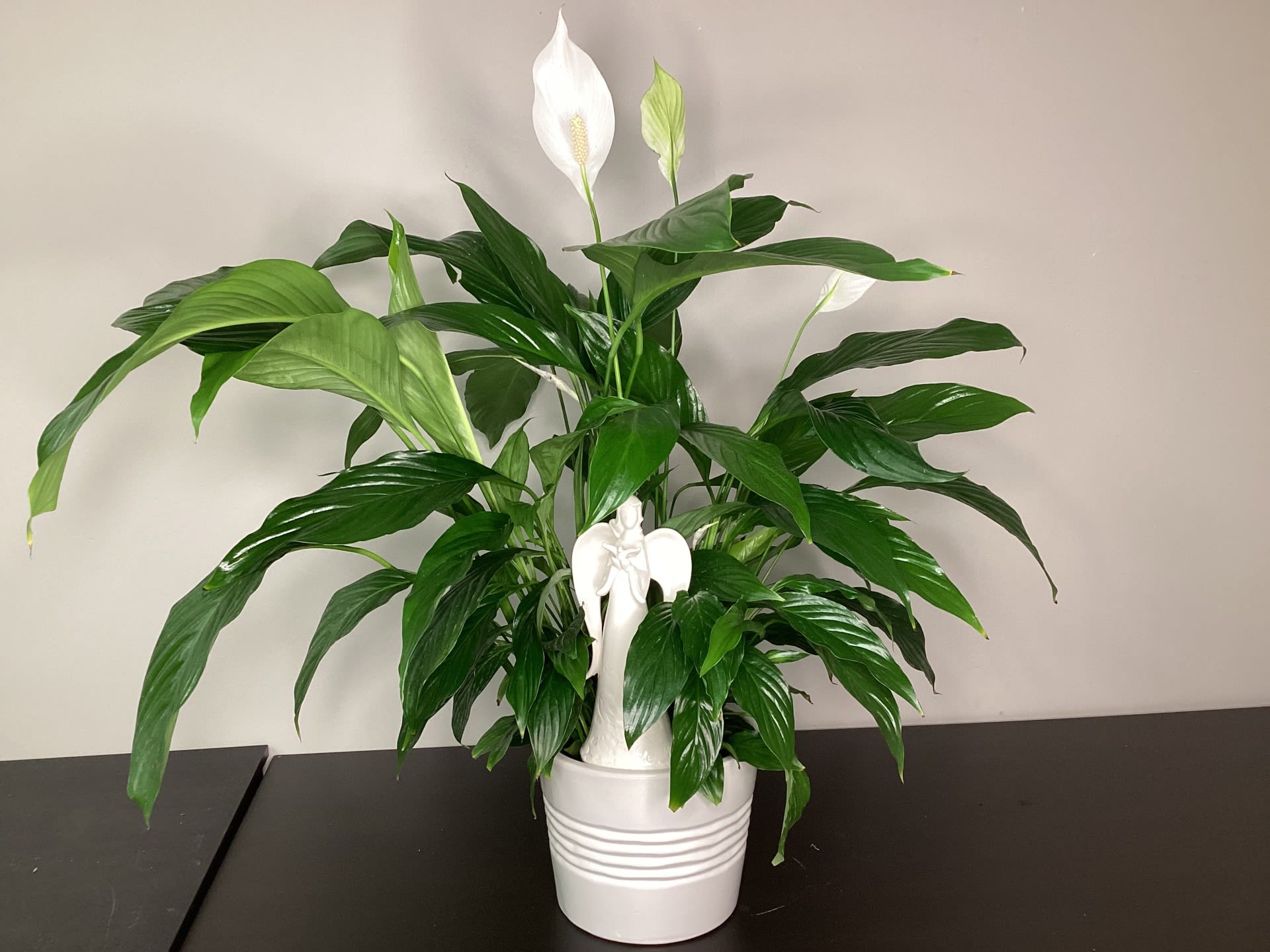 Serenity & Peace Lily Serenity & Peace Lily - 8" peace lily in a white ceramic container with the 10" tall white ceramic angel.