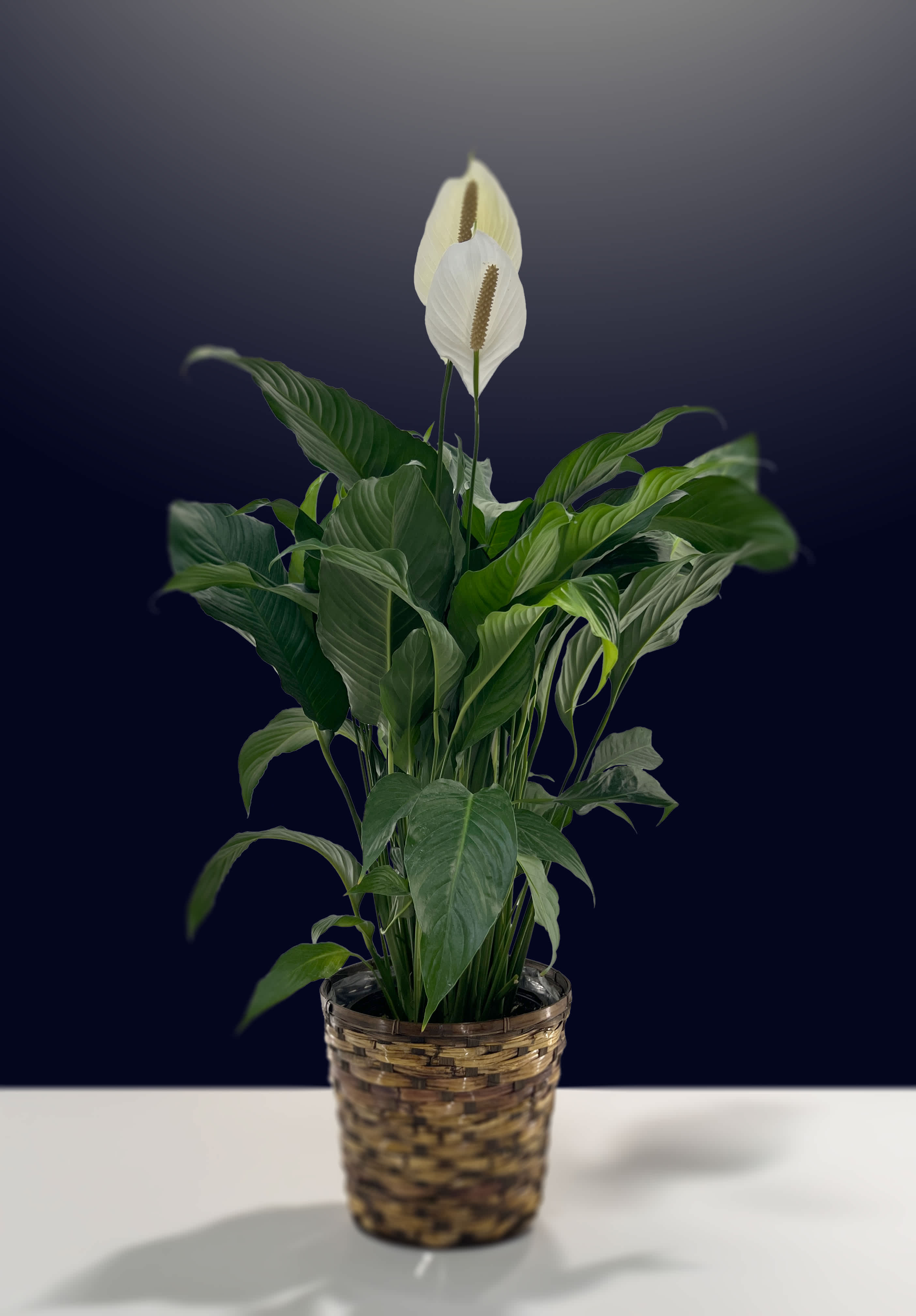 10"(25.4cm) Peace Lily Plant (Spathiphyllum) 10"(25.4cm) Peace Lily Plant (Spathiphyllum) - 10"(25.4cm) Potted peace lily plant. Note: Depending on the season, some plants may not have blooms at the time of purchase
