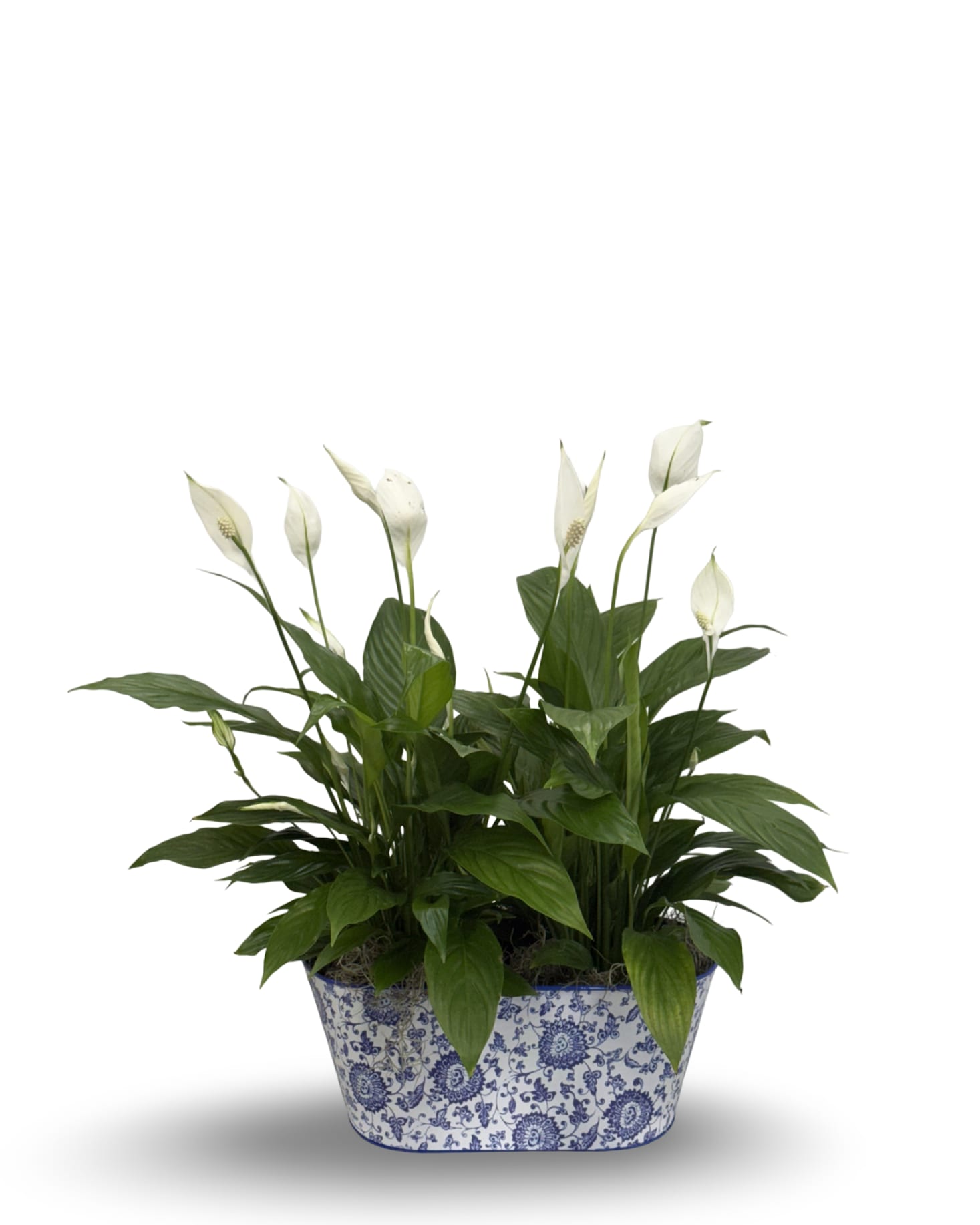 Double Peace Lily Plant Double Peace Lily Plant - Select this double planter of two 6" peace lily plants.