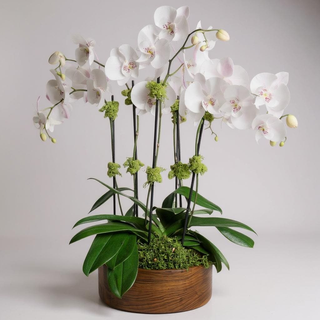 Six Stem Orchid Explosion - Three double spiked phalaenopsis orchids in a classic container that will bring beauty to any space. A gift that is sure to impress in any situation or wow anybody that walks into your business!   Container subject to change 