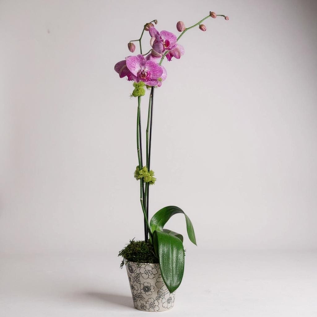 Double Stem Orchid Classic - A beautiful and classic double stemmed purple orchid straight from the farm in Florida! Perfect for all occasions, bring it as a housewarming gift, a birthday surprise, or anything in-between!  Container subject to change