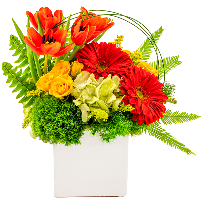 Dazzling in Spring Dazzling in Spring - Get ready to dazzle with the Dazzling in Spring arrangement! Only available during the spring. This amazing arrangement is handcrafted with. Orange Tulips, Orange Gerbera Daisies, Yellow Tulips, Green Hydrangeas, Green Trick, Solidago, and Sword Fern. All arranged in a white ceramic container.