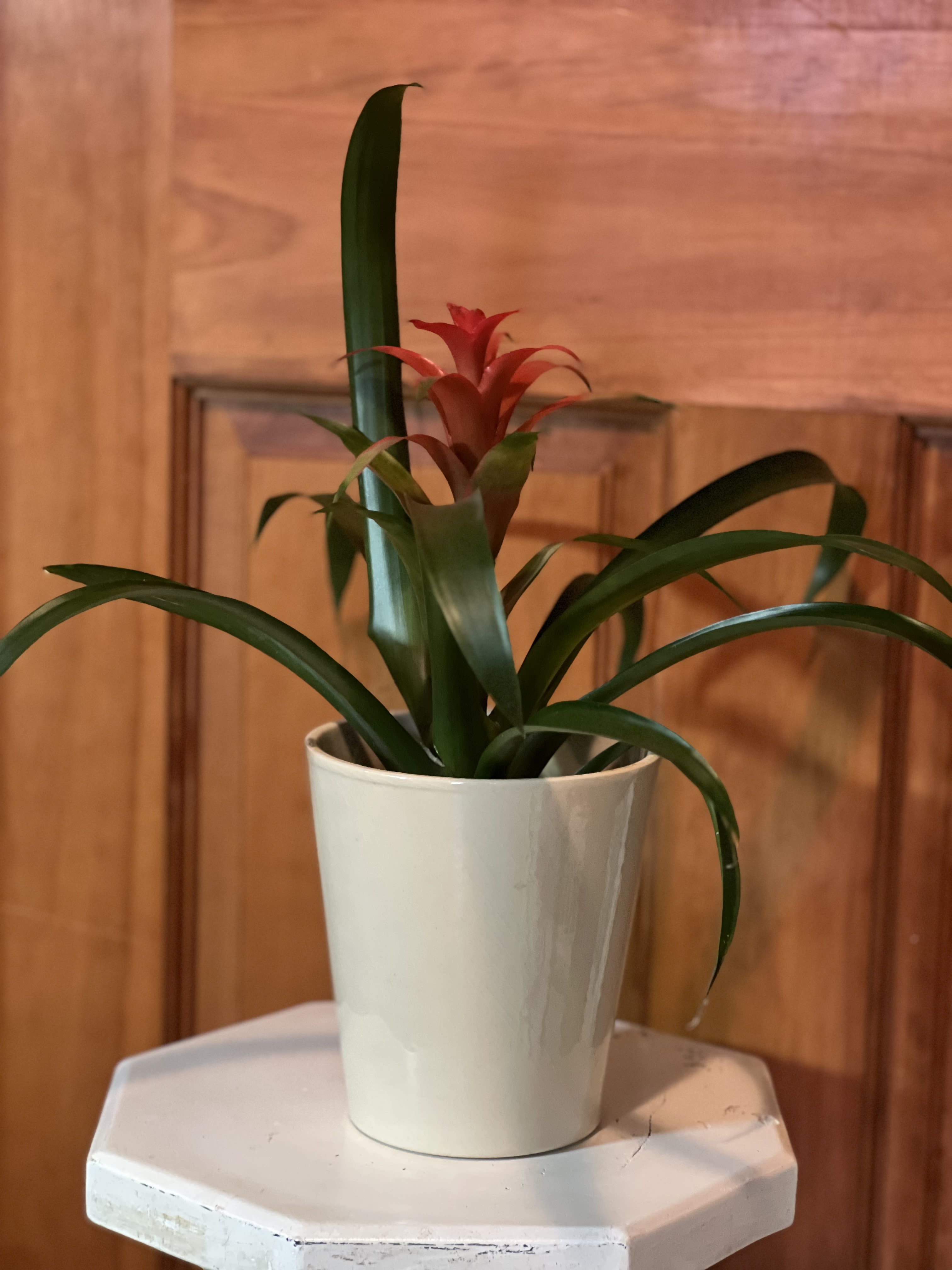 Beaming Bromeliad 4&quot; Pot (Pet friendly) - Long lasting Bromeliad plant. Averages 4-6&quot; tall. Easy to care for, durable plant. Keep water in central leaf &quot;cups&quot;.  Grows in medium light. Enjoys average home or office temperatures. Bromeliads show their color in their central leaves near the top of the plant. (plant may vary from one shown) After its color has faded, watch for pups to form near the mother plants inside the &quot;cups&quot;, normally, you will find 2-3 baby pups per mother plant. Once they are 1/2 the size of the mother plant, remove carefully and transplant into another pot to keep or give away. 
