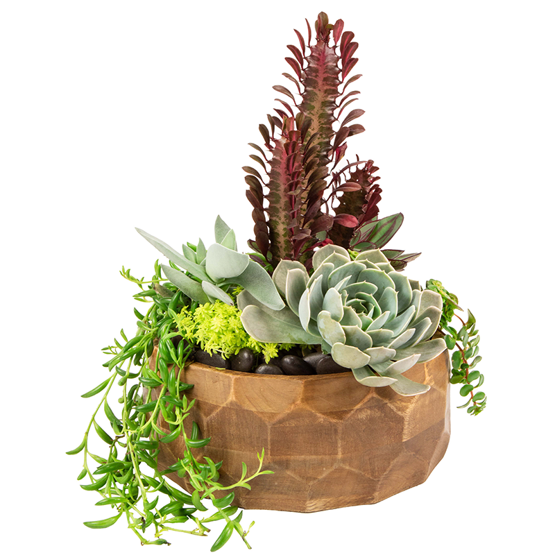 Rustic Beauty Rustic Beauty - The Rustic Beauty is perfect for a home or office setting. The Rustic Beauty is handcrafted with an assortment of succulents in a premium wooden container. Succulents are easy to care for and don't require a lot of water or maintenance so it makes the perfect gift for anyone.