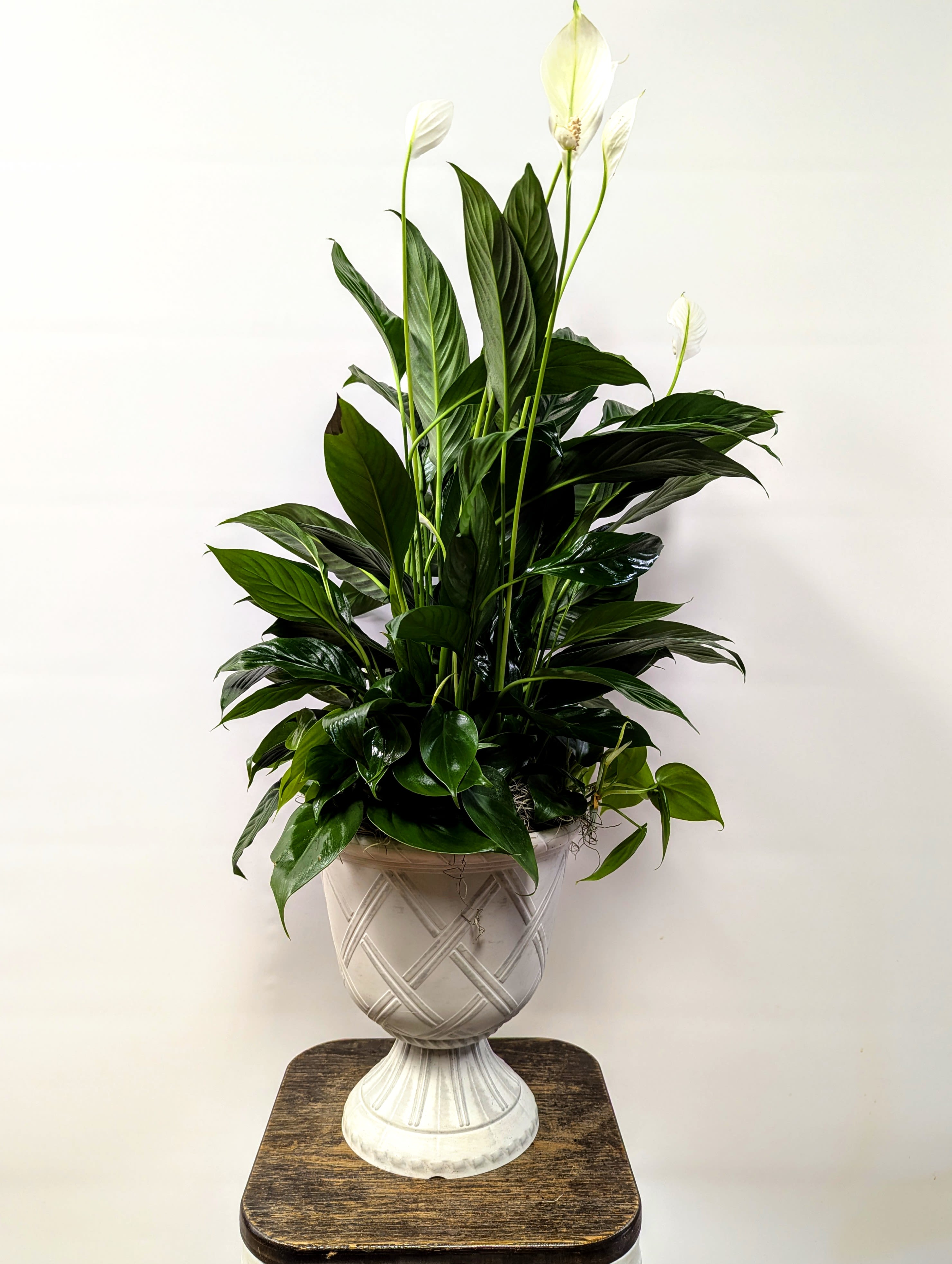Planter in Decorative Urn Planter in Decorative Urn - This beautiful planter comes in a white decorative urn, dressed in spanish moss and a bow. Sitting approximately 30" tall, This mixed planted is a stunning statement piece.