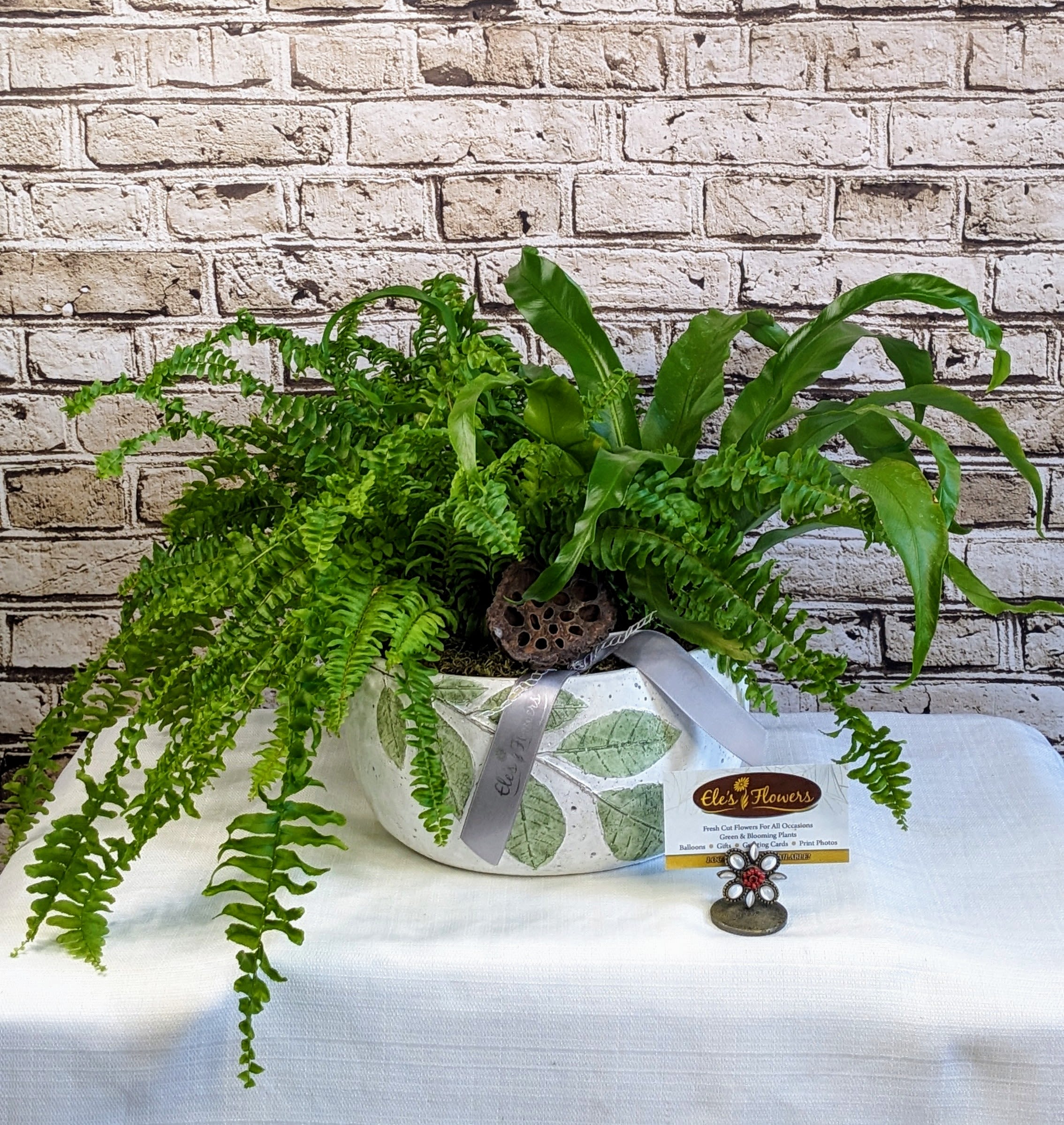 Verdant Fern Duo - Lush and full of texture, this ceramic planter showcases the beauty of two distinctive ferns. The feathery fronds of a classic Boston fern spill gracefully over the edges, while the bold, sculptural leaves of a Bird’s Nest fern rise elegantly at the center. Together, they create a stunning contrast of form and color, bringing a fresh, tropical touch to any space. Housed in a stylish ceramic container, this easy-care combination is perfect for adding natural beauty to a home or office.  Approximate Dimensions: 12&quot;H x 21&quot;W