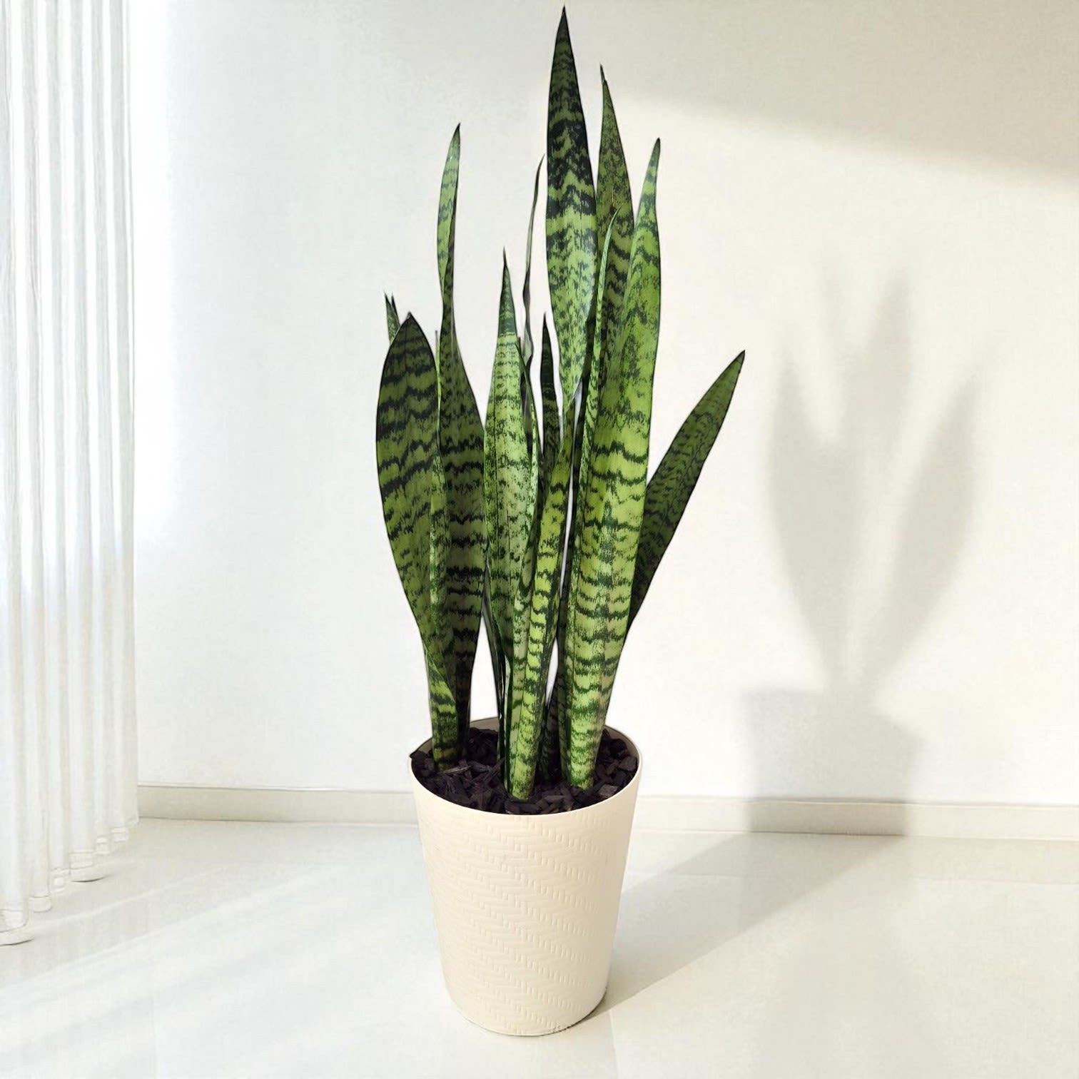 Snake Plant Snake Plant - Elegant Snake Plant in Decorative Container from Your Local Long Beach Florist Enhance your space with the timeless beauty of our Snake Plant (Sansevieria trifasciata), expertly presented in a stylish decorative container. Sourced with care by our dedicated team at ABCF, your trusted Long Beach, California florist, this striking plant is known for its upright, sword-like leaves with distinctive patterns, offering a perfect blend of modern aesthetics and natural charm. Standing approximately 36 inches tall and 12 inches wide, this Snake Plant makes a significant visual impact while remaining versatile enough for various settings in your home or office. Its air-purifying qualities and low-maintenance nature make it an ideal choice for both seasoned plant enthusiasts and those new to indoor gardening, and a wonderful gift idea available right here in Long Beach. Key Features: - Striking Appearance: Tall, variegated leaves create a bold, architectural statement, - Low Maintenance: Thrives on neglect, requiring minimal watering and care. - Air Purifying: Known for its ability to filter indoor air toxins. - Versatile Decor: Complements a wide range of interior styles, from minimalist to bohemian. - Perfect Size: Approximately 36" H x 12" W, ideal for floor placement or a large tabletop. Visit our Long Beach flower shop or order online to bring home this resilient and beautiful Snake Plant, and add a touch of effortless elegance to your home or office, Same-day delivery