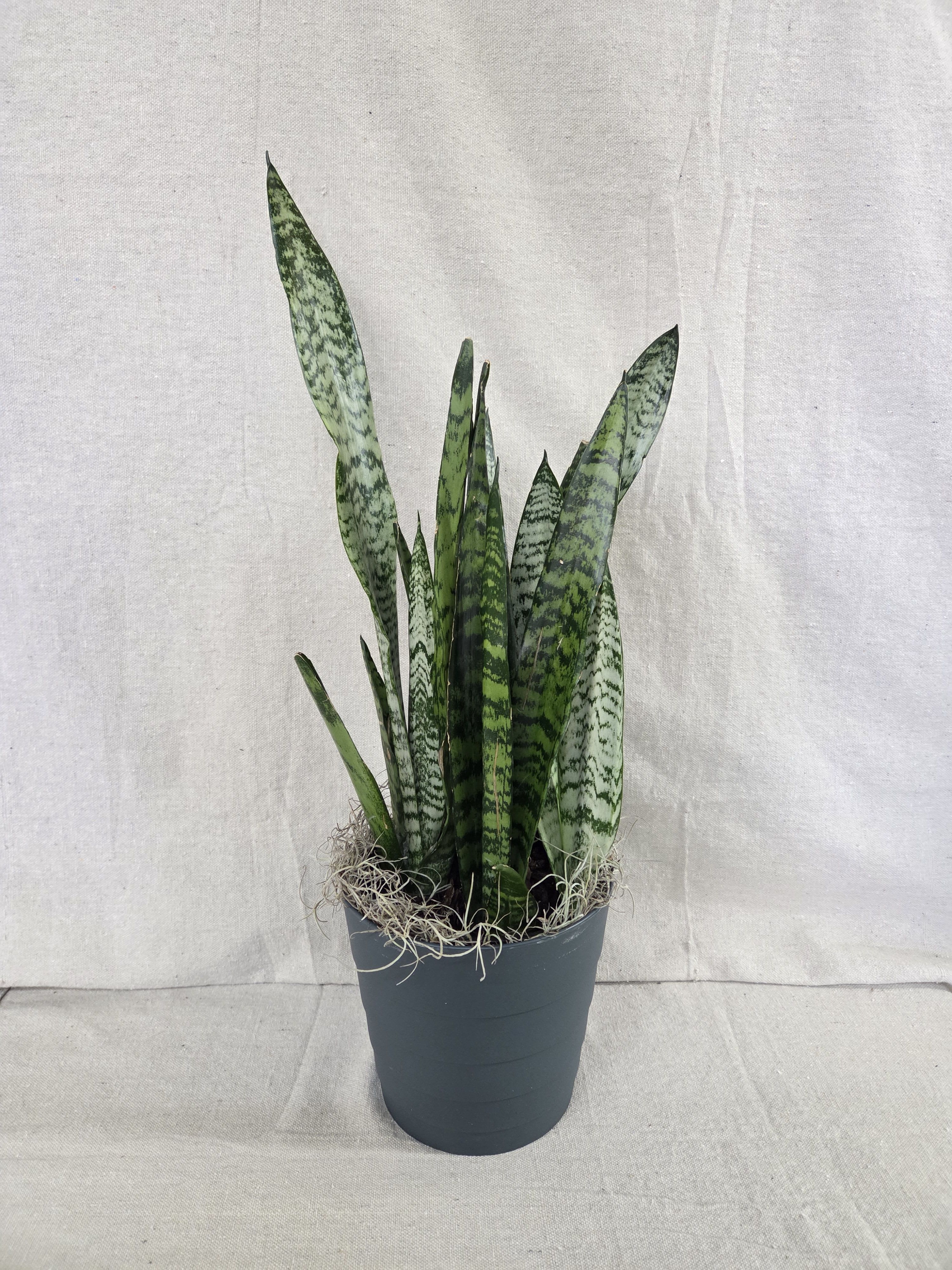 Sansevieria Plant - Sansevieria