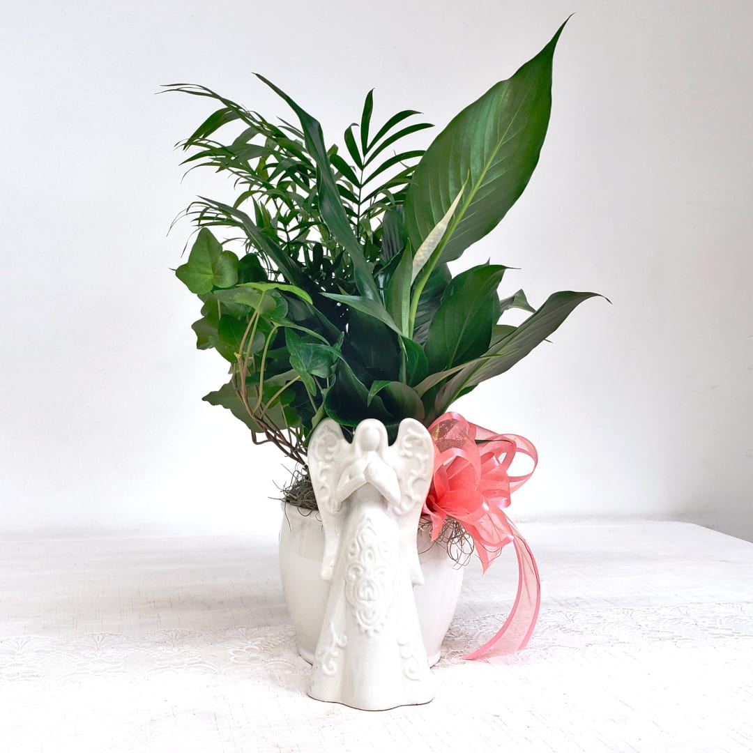 Angel Planter - Praying porcelain angel planter - perfect for the home or service. Angel and planter are one piece. Angel is 7&quot; tall and includes assorted live plants in 5&quot; diameter planter. Bow color varies. Total height is approximately 14&quot; to 18&quot;.