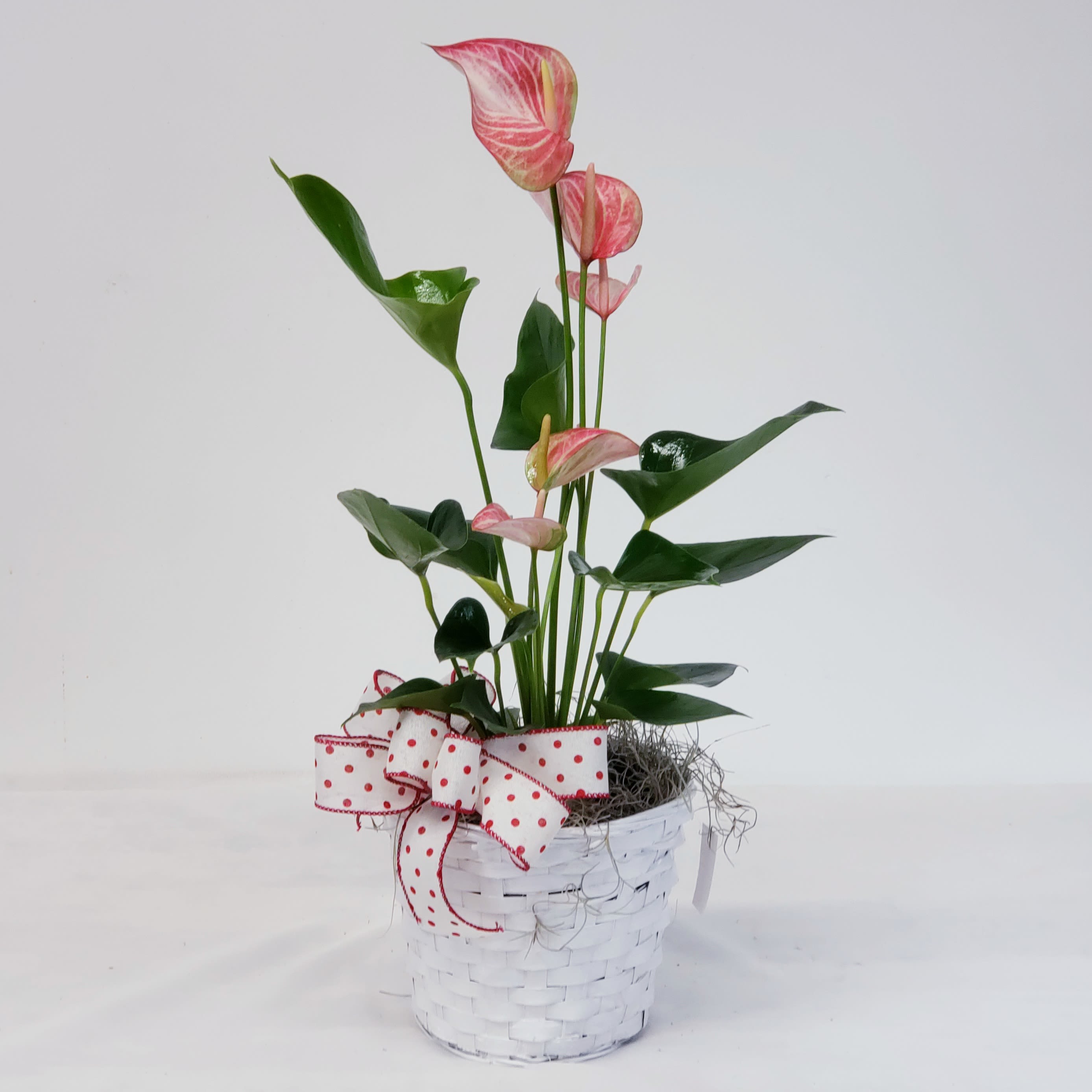 Anthurium - Candy Stripe - Also known as the Flamingo Plant, this lovely tropical plant has glossy leaves and produces a heart shaped flower called a spathe. Delivered in a 6&quot; basket with hand-tied bow. Basket style varies.