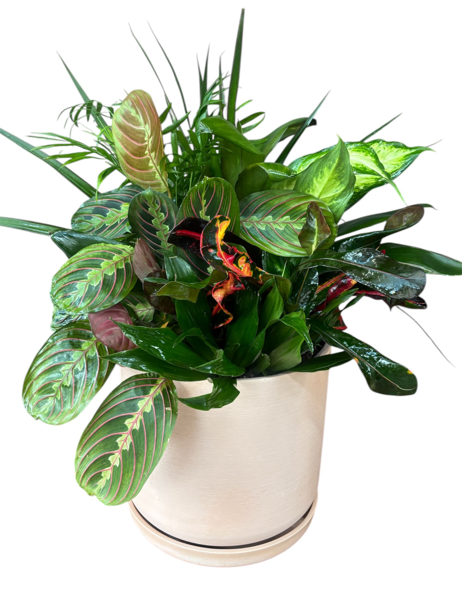 Urban Jungle Mix - A vibrant collection of assorted green houseplants, offering a lush display of diverse foliage textures and patterns. Perfect for bringing natural tranquility and a breath of fresh air to any space.