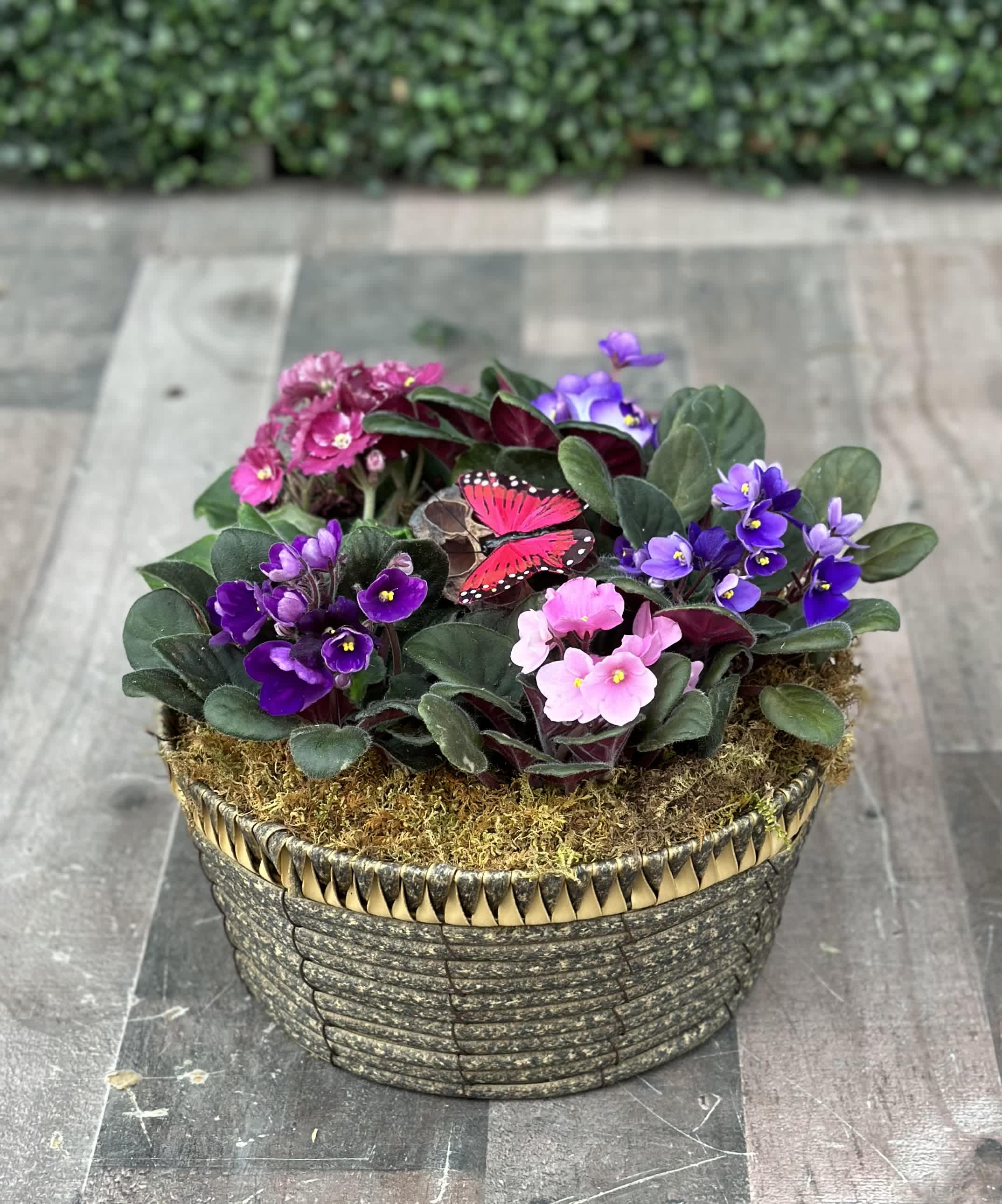 AFRICAN VIOLET BASKET - This arrangement is made in a nice basket with mixed colors of African Violets 