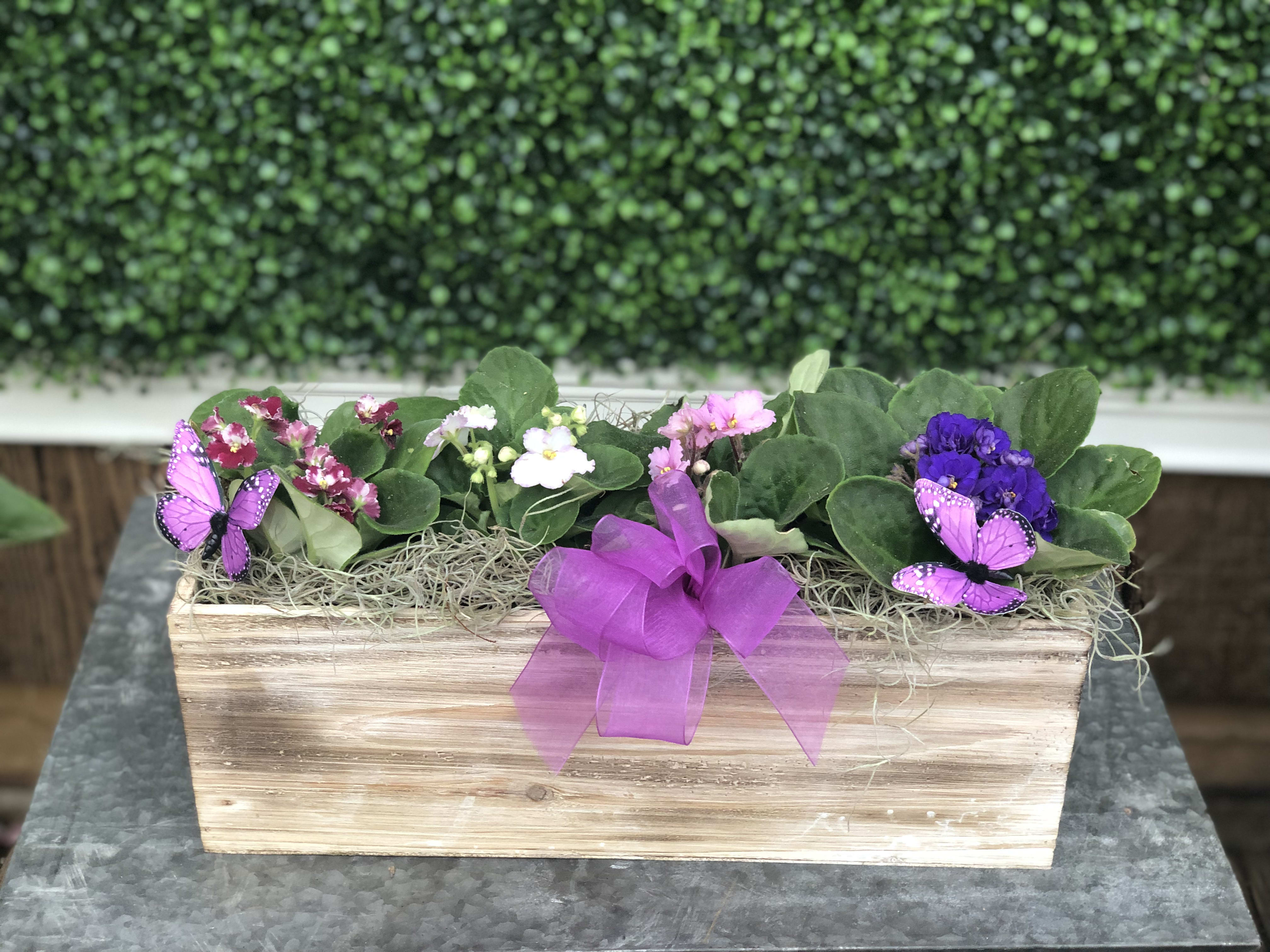 AFRICAN VIOLET IN A WOODEN CONTAINER AFRICAN VIOLET IN A WOODEN CONTAINER - A colorful mix of assorted African violets in a wooden container.