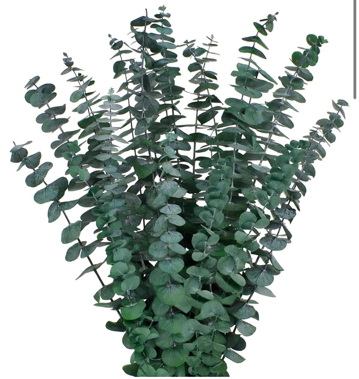 Preserved eucalyptus/does not need water - Natural eucalyptus leaves carefully treated to preserve their texture, shape, and color for months or even years, without the need for water or direct sunlight. Their soft green hue and delicate aroma bring freshness and elegance to any space. Ideal for floral arrangements, interior design, weddings, or creative projects, always maintaining a flawless and sophisticated appearance. does not need water  Hojas naturales de eucalipto tratadas cuidadosamente para conservar su textura, forma y color por meses o incluso años, sin necesidad de agua ni luz directa. Su tono verde suave y su aroma delicado aportan frescura y elegancia a cualquier espacio. Ideal para arreglos florales, decoración de interiores, bodas o proyectos creativos, manteniendo siempre un aspecto impecable y sofisticado. No necesita agua