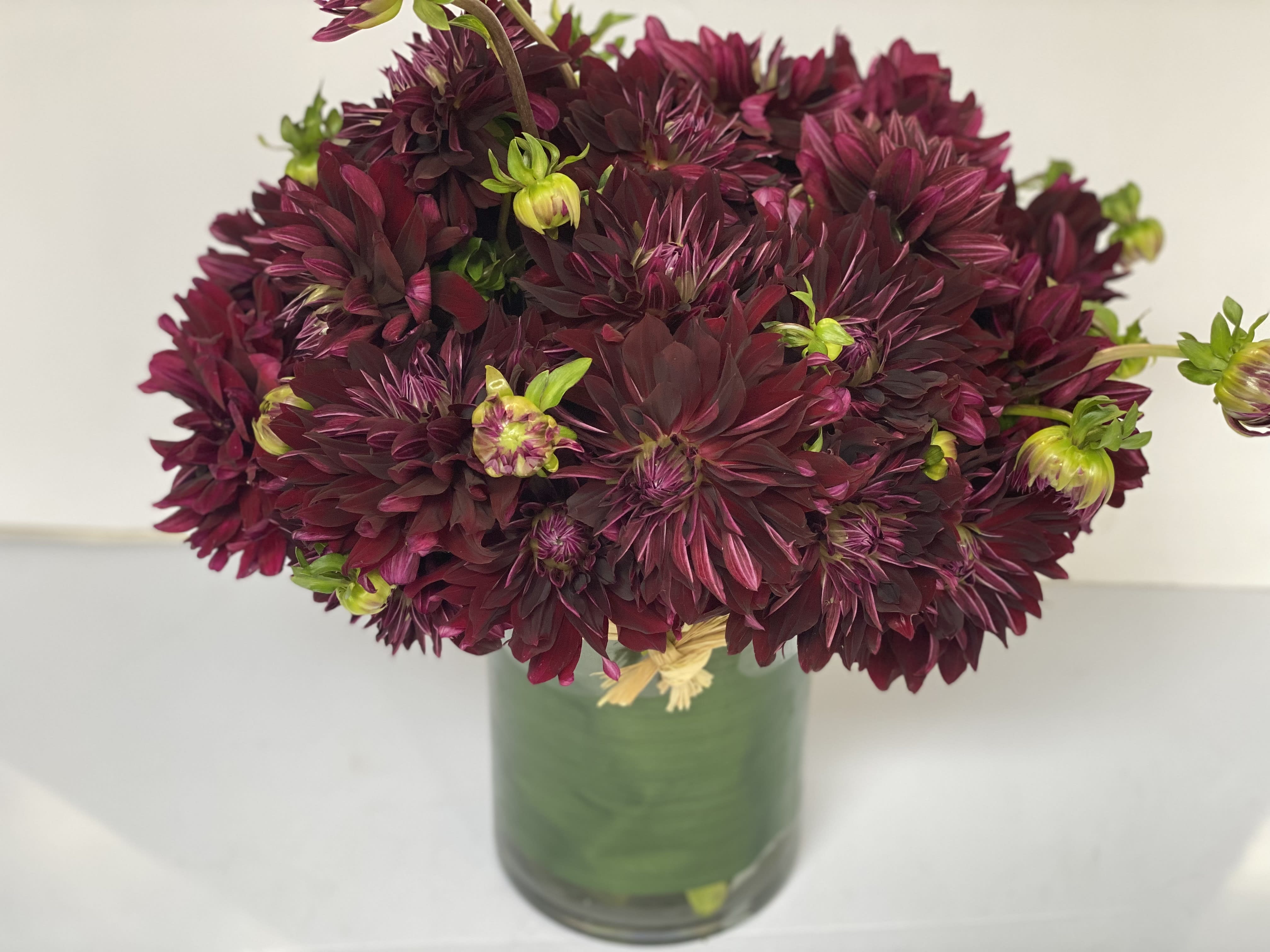 Dahlia 'Nuit d' Ete' - Award - Winning Dahlia 'Nuit d' Ete' is a devilishly dark burgundy - red semi- cactus dahlia. The profuse and spectacular flowers. feature elegant elongated velvety petals and resemble elegant sea-urchins. Injecting drama into a lush and full flower display.   