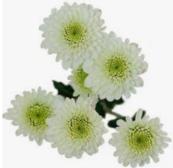 Cushion Pomps- White   - 7 stemmed bunches. multiple laterals. No center, solid white. 
