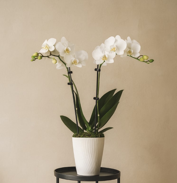 47- White Orchids in Pot - This exquisite vase showcases elegant orchid stems, each one a stunning display of intricate blooms and graceful curves.  Seasonal plants can be replaced with a similar one or a different color. Plant pots can also be replaced with others