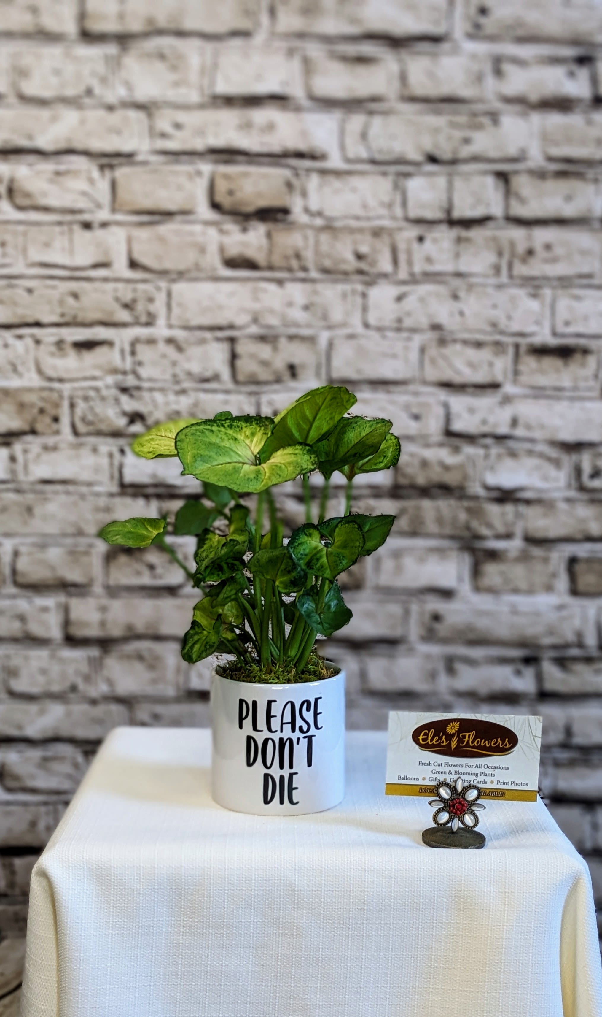 Arrowhead Humor Planter - 4&quot; Planter - With lush, heart-shaped leaves and an elegant trailing habit, the arrowhead plant brings fresh, vibrant energy to any setting. This variety showcases rich green foliage that grows in graceful layers, making it a lovely addition to shelves, countertops, or desktops. Nestled in a humorous ceramic pot, it strikes the perfect balance of natural beauty and contemporary style.  Easy to care for, full of life, and always ready to brighten your day.  Nephthytis, also known as Arrowhead Plant, is an attractive, vigorous foliage plant. The most common varieties have green or green and white variegated leaves. Very easy care and tolerates lower light well. Best to rotate planter to maintain even upright growth.   Approximate Dimensions: 11&quot;H x 7.5&quot;W