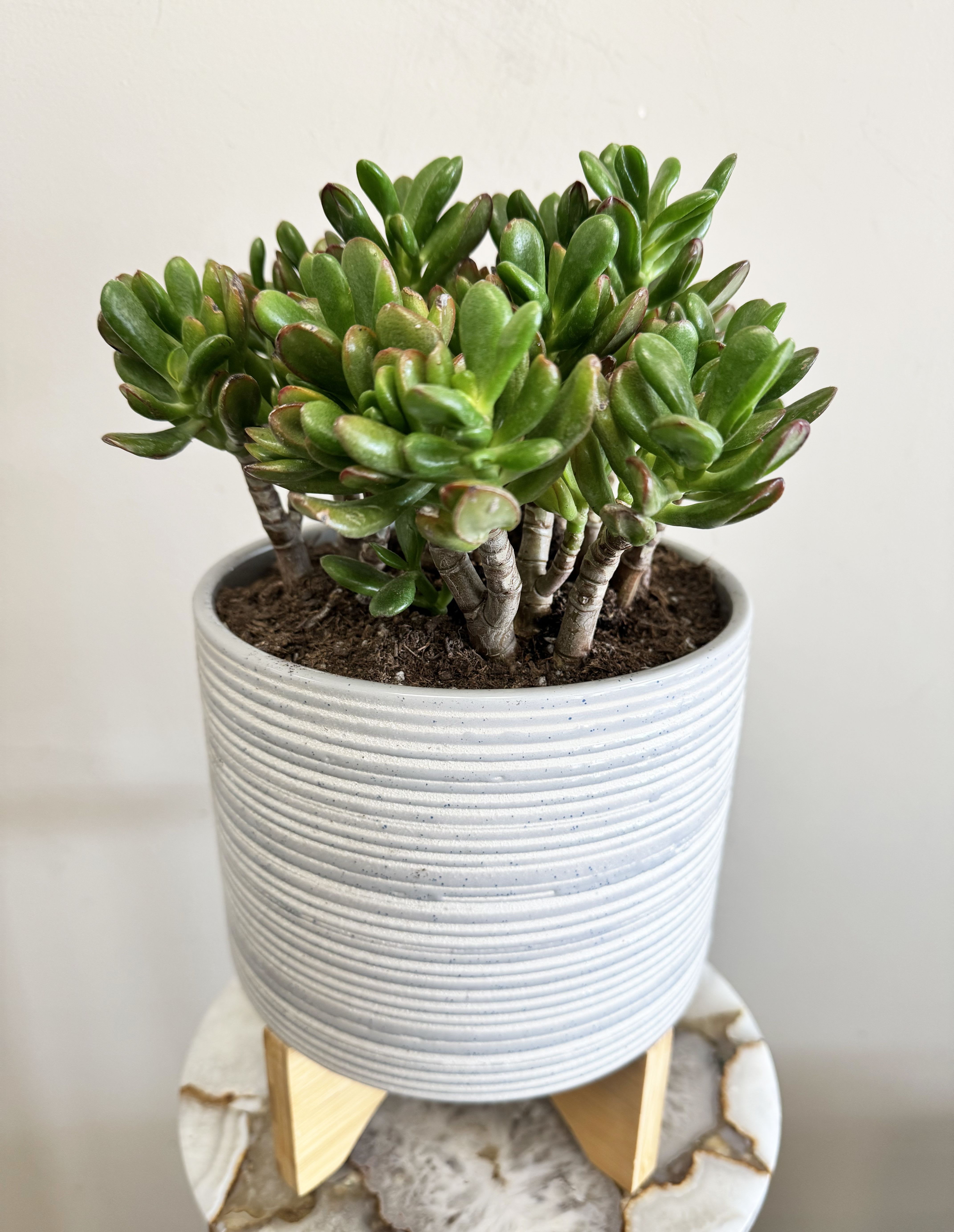 Jade Plant in 8" Ceramic Planter Jade Plant in 8" Ceramic Planter - A symbol of good luck and prosperity, this Jade Plant (Crassula ovata) features thick, glossy leaves and sturdy branches that bring timeless beauty to any space. Planted in a textured 8" ceramic pot with a wooden stand, it’s ideal for bright indoor spots or shaded patios. Easy to care for and drought-tolerant, this long-lived succulent makes a meaningful and lasting gift.