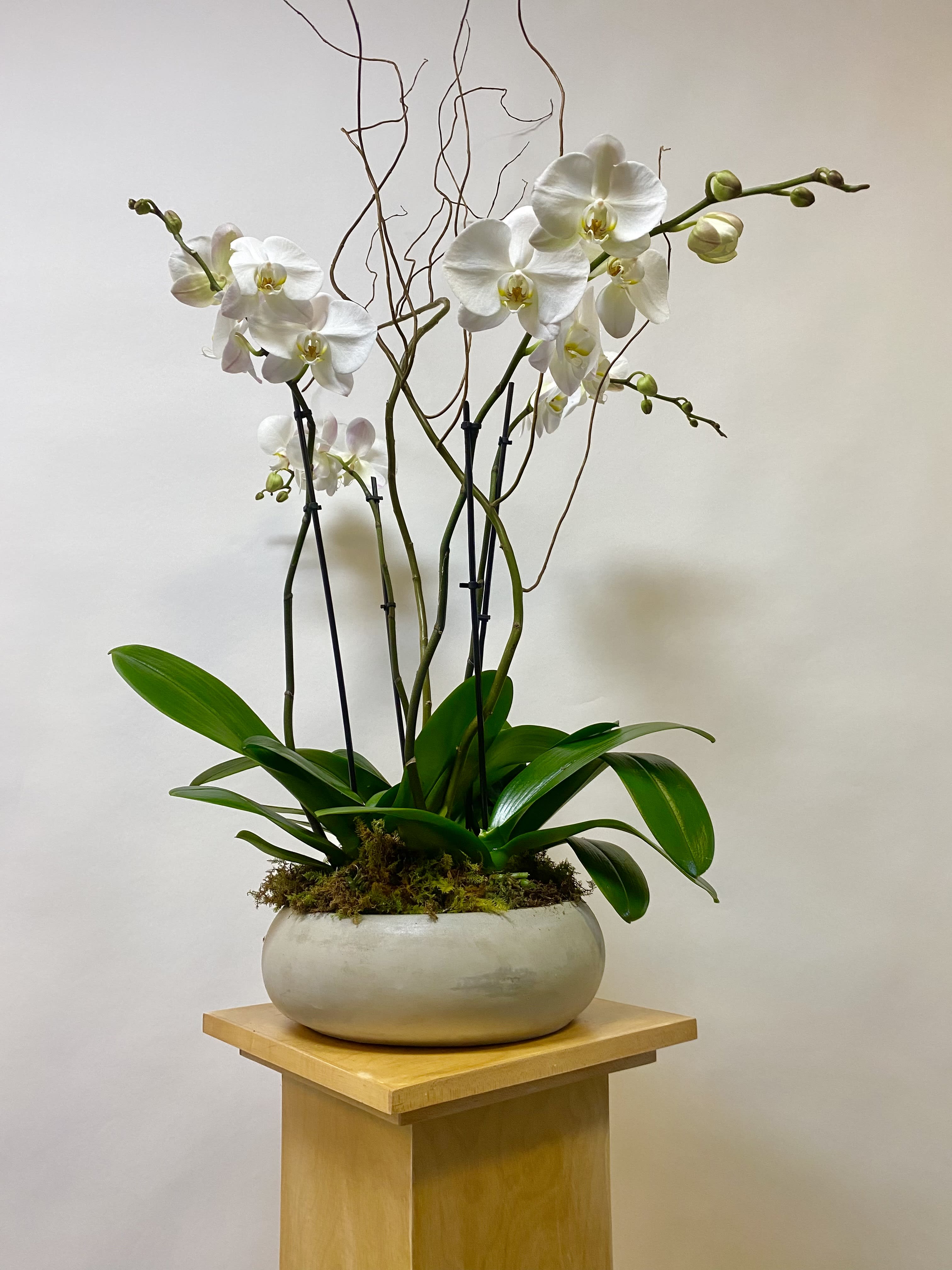 4 White Orchid Planter - 4 Orchid Plants with Real Fresh Moss in a Cement Container.