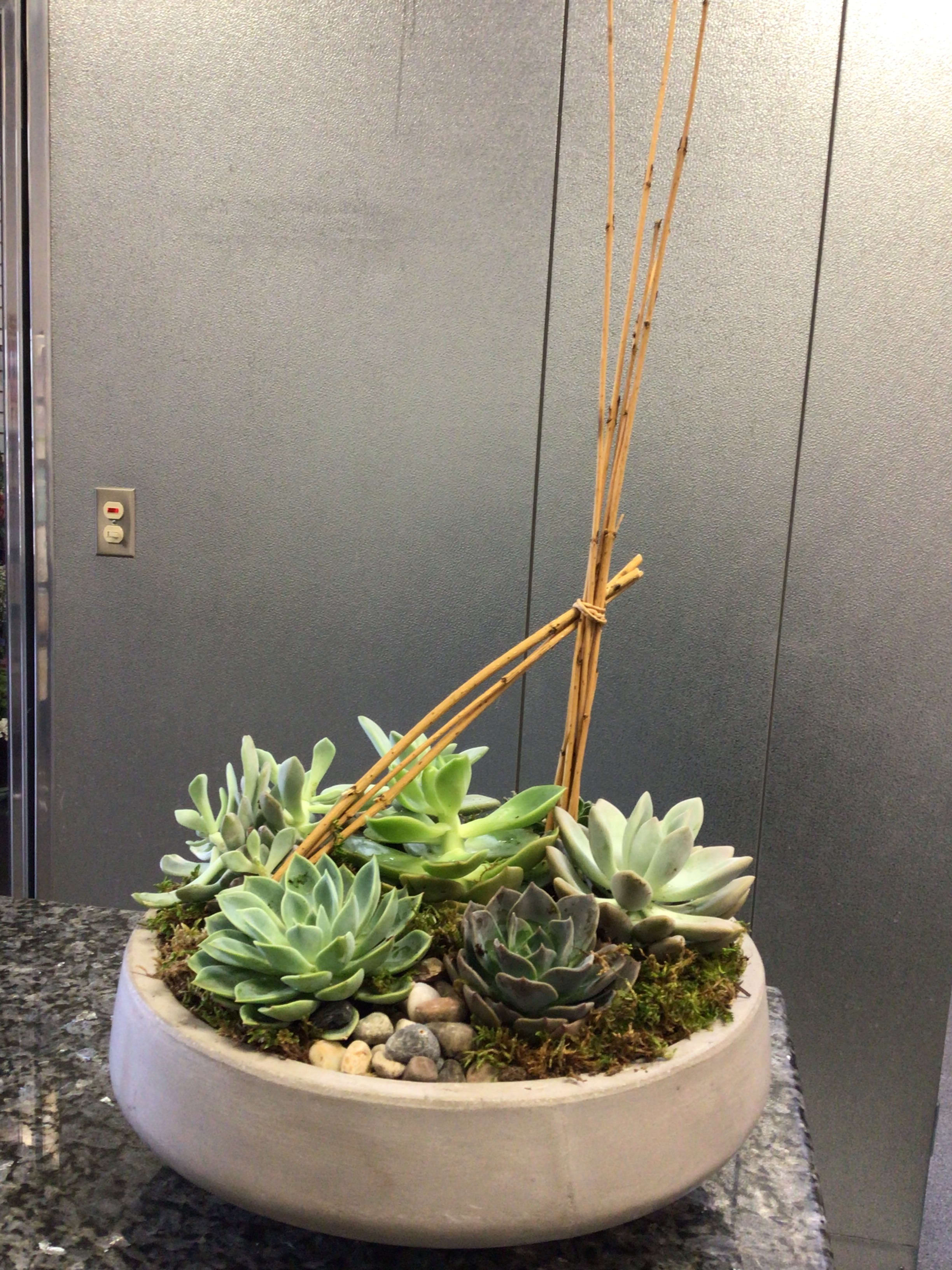 Succulent Dish Garden - 7 Succulents in a Concrete Dish Container 