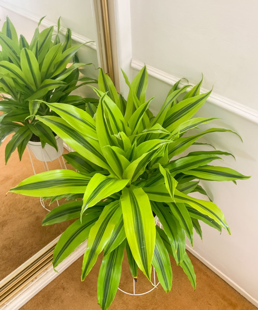 Dracena Kristy Dracena Kristy - Six inch Dracena Kristy in basket