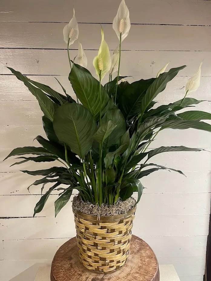 Peace Lily (Spathiphyllum) Plant in Basket - Send your condolences with this large Spathiphyllum plant in a brown wicker basket. APPROXIMATE DIMENSIONS: 36&quot; H