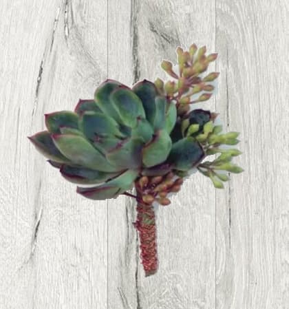 Sweetly Succulent Boutonniere Sweetly Succulent Boutonniere - A handmade boutonniere crafted from our in-store selection of our freshest succulents.