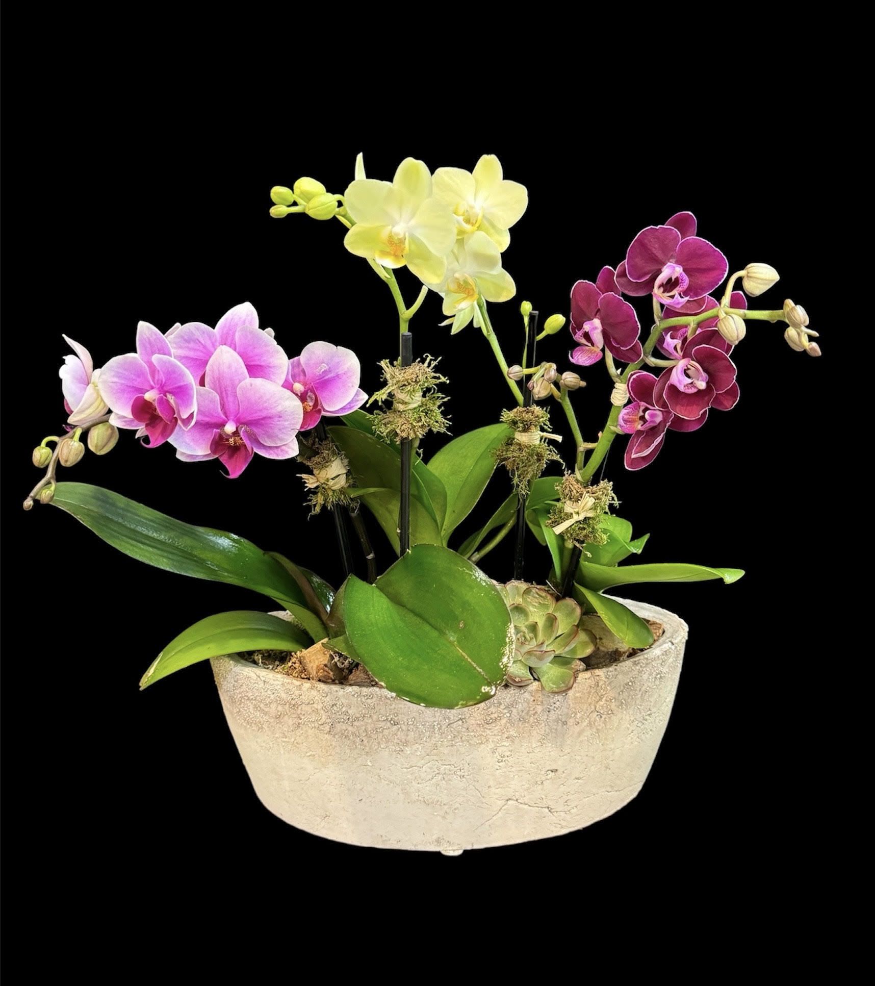 Get together orchids - 10&quot;, color assorted Orchids in 12&quot;W x 5&quot;H Ellipse pot we may sometimes need to use a different vase or pot for sub material. 