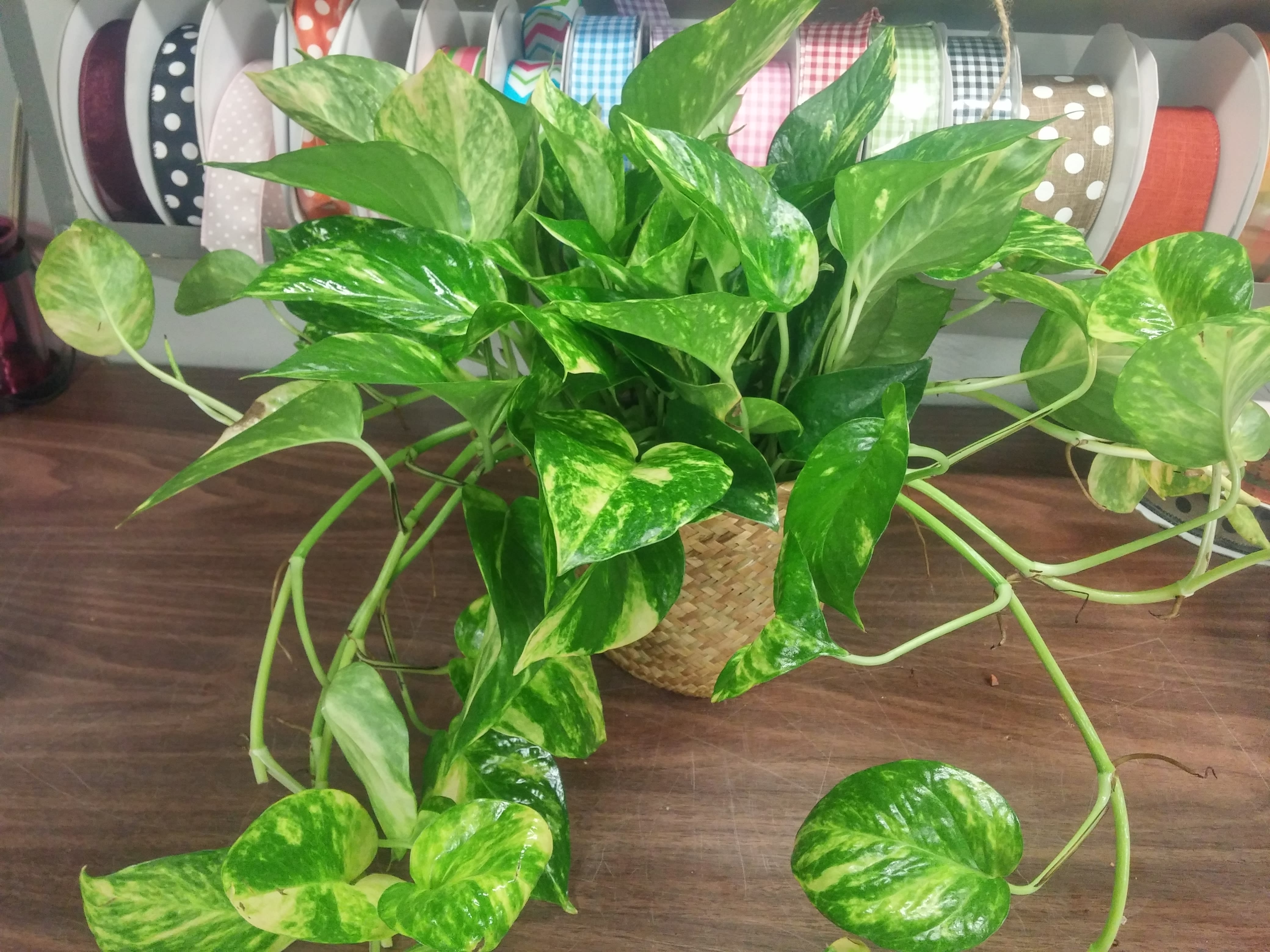 Pothos Plant - Pothos Plant - Nice easy care plant that can take some lower light.  