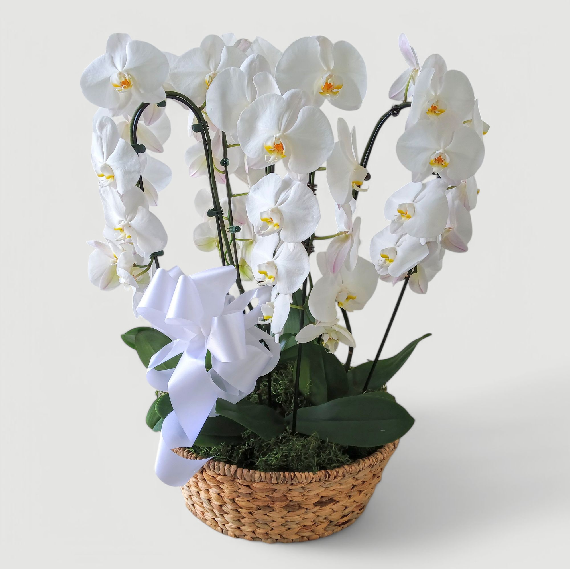 Four Orchid Plant Sympathy Basket - Beautiful 4 white orchid plants arranged in a lovely large basket. Send the best to show them how much you care. Perfect to send today for every reason. Send your deepest condolences.